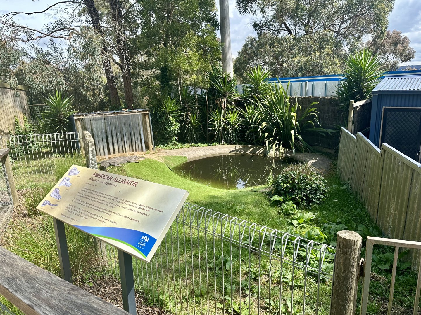 American Alligator Exhibit