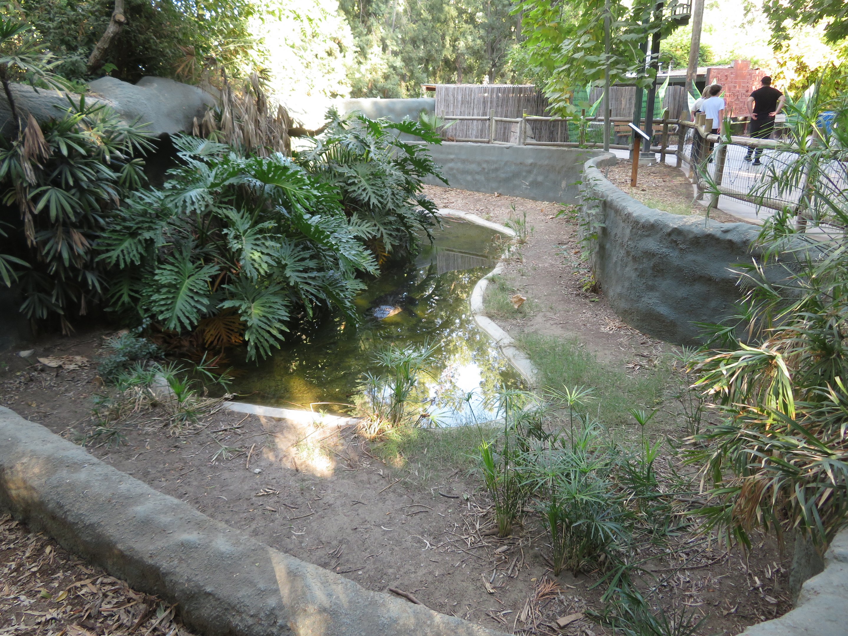 American Alligator Exhibit