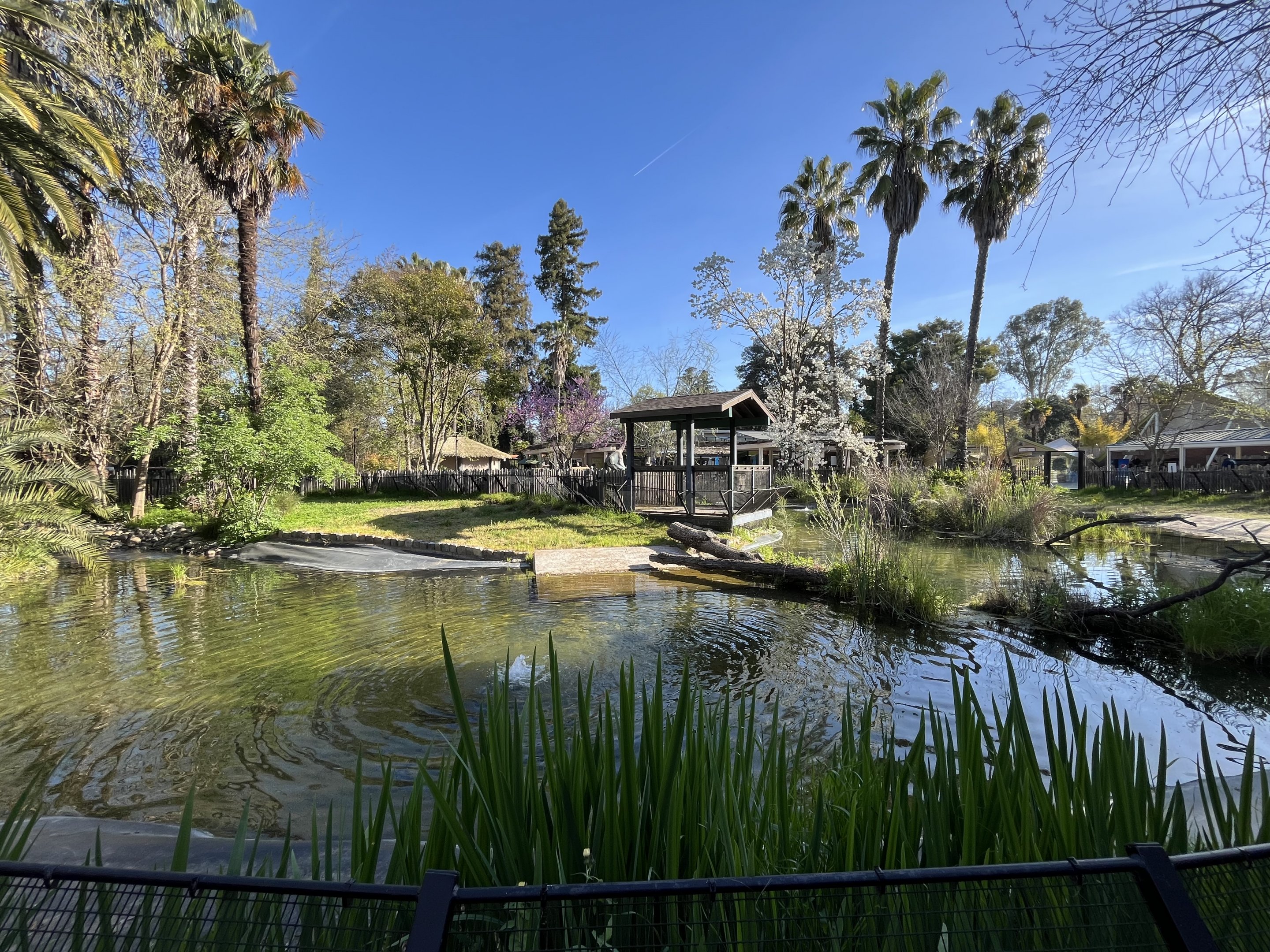 American Alligator Exhibit