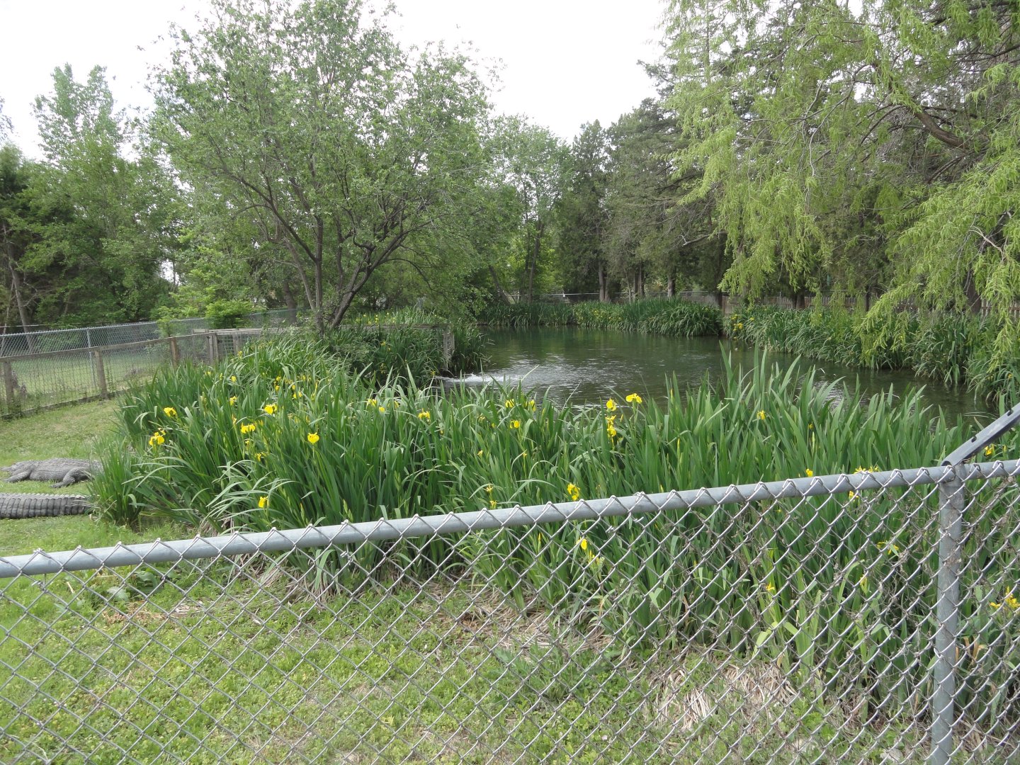 American Alligator Exhibit