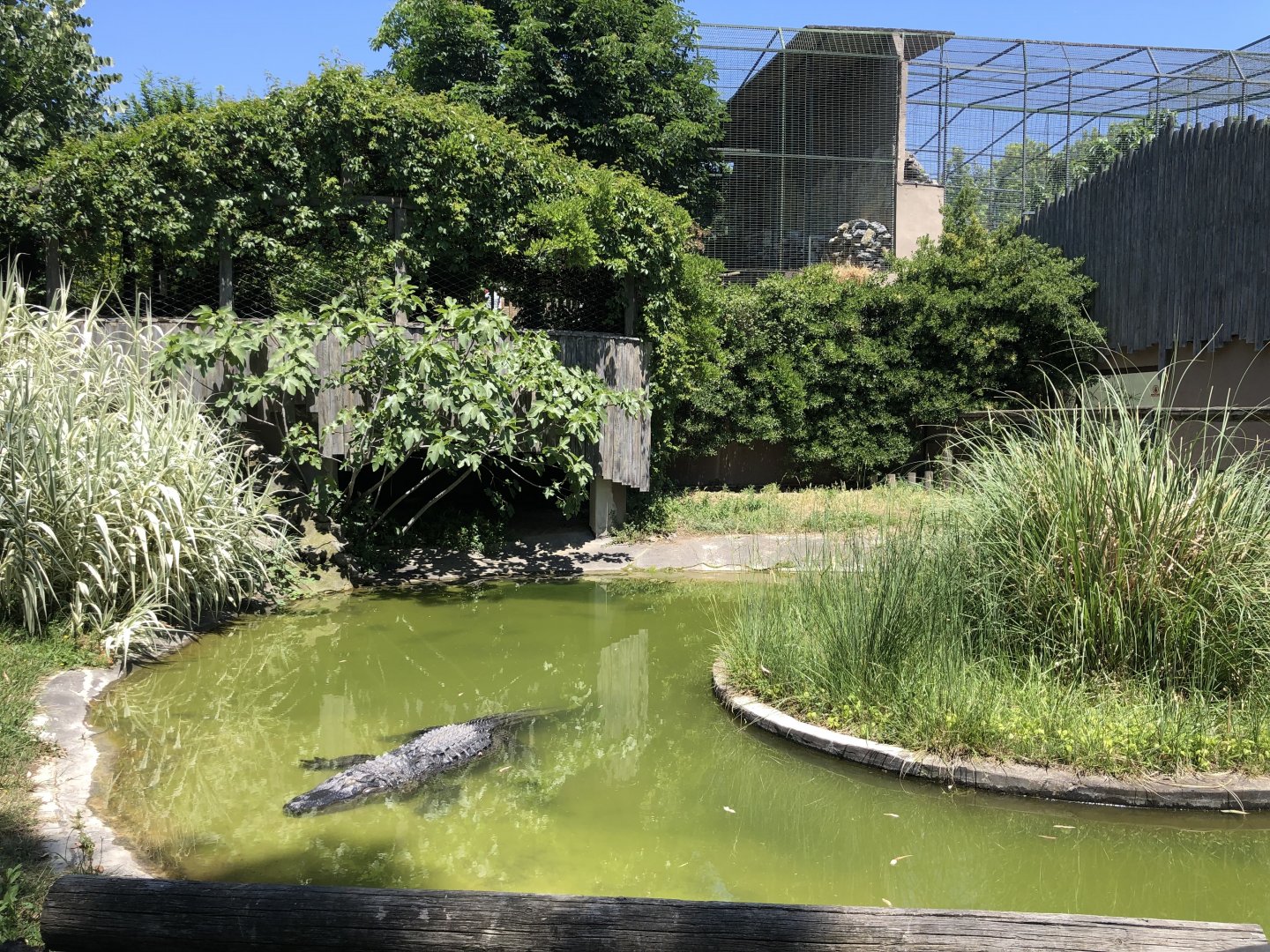 American alligator exhibit