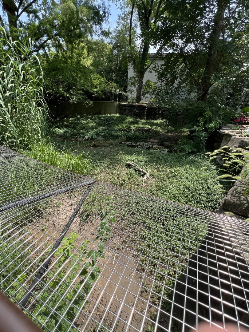 American Alligator Exhibit