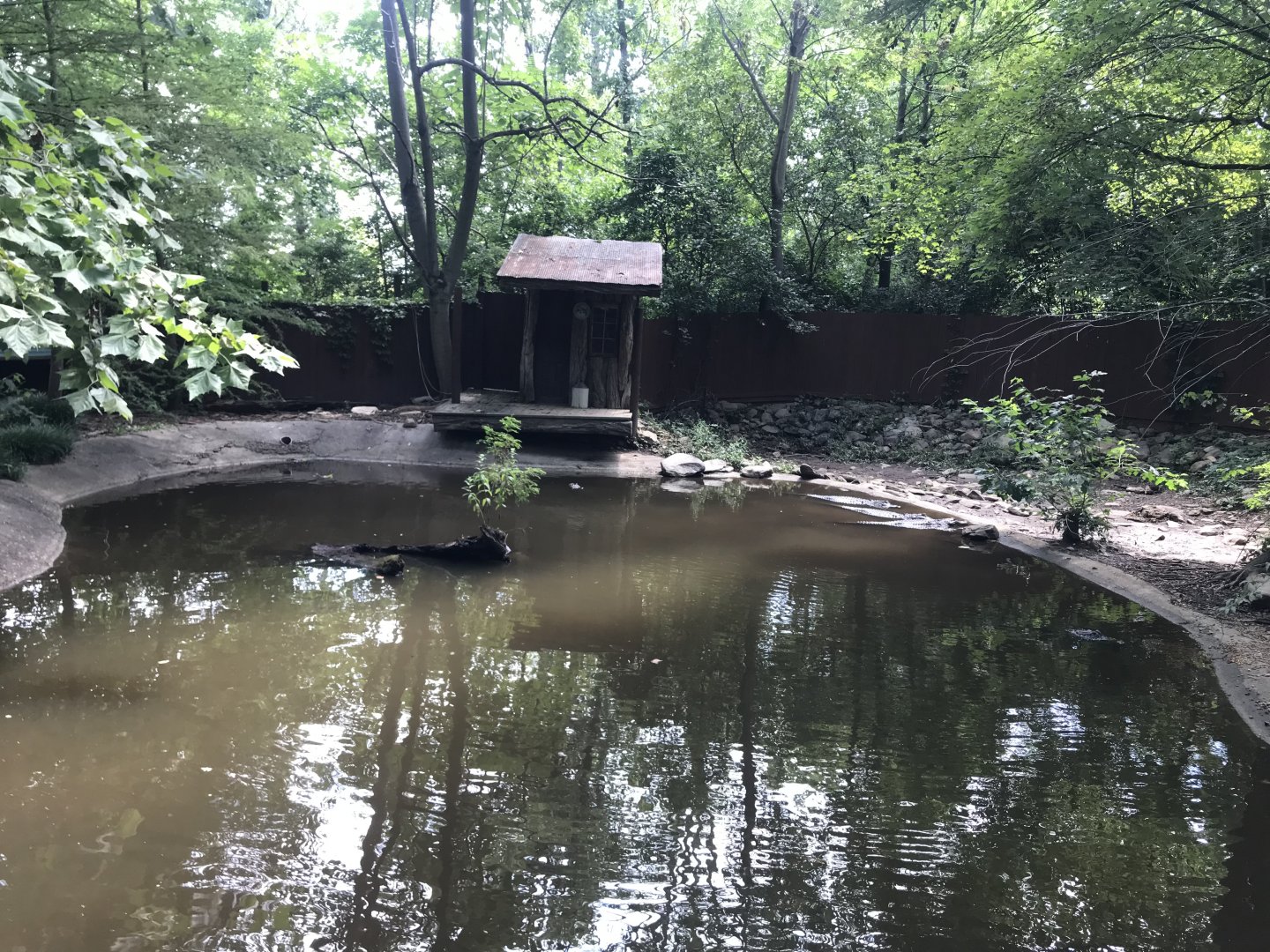 American Alligator exhibit