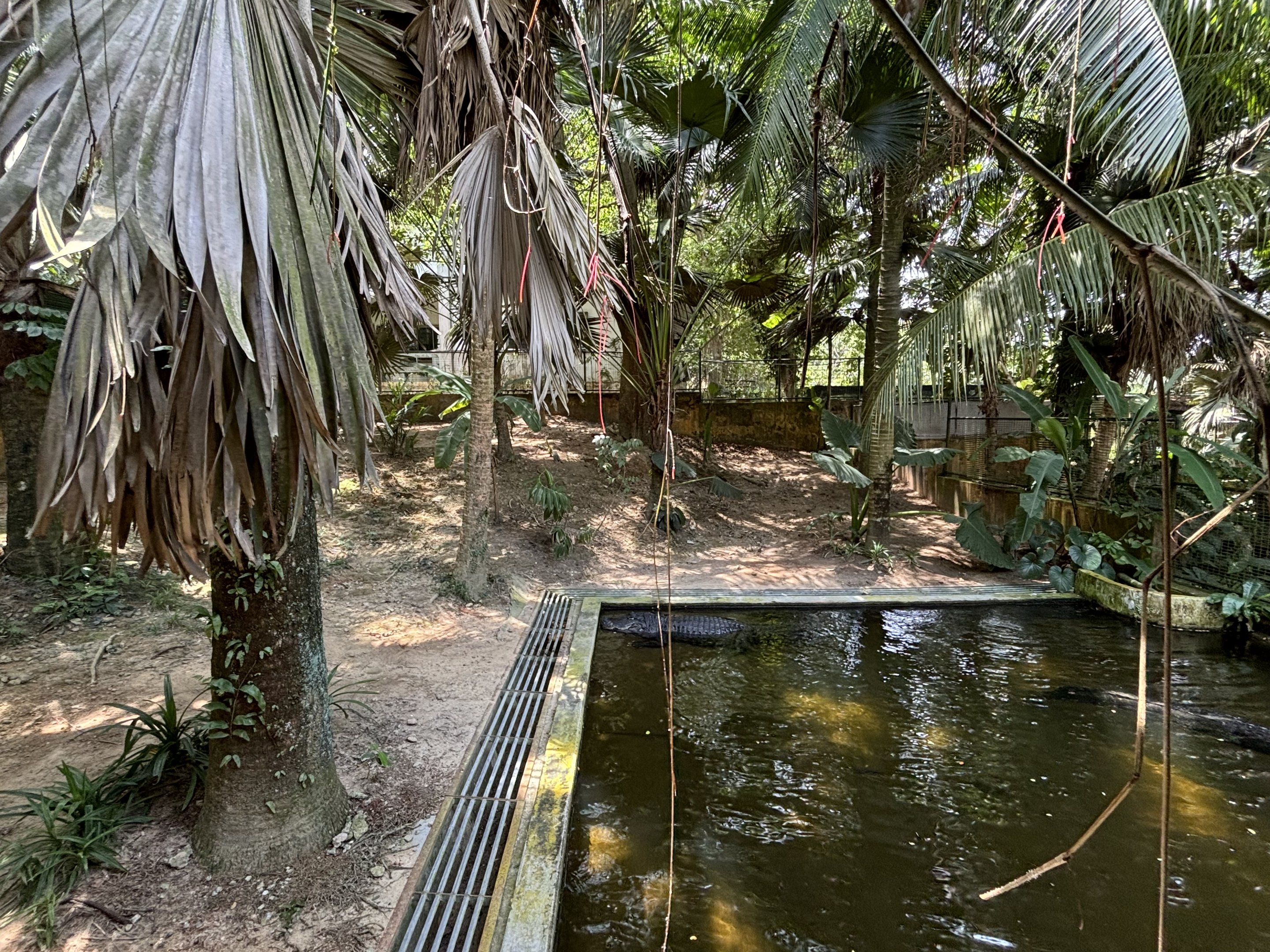 American Alligator Exhibit