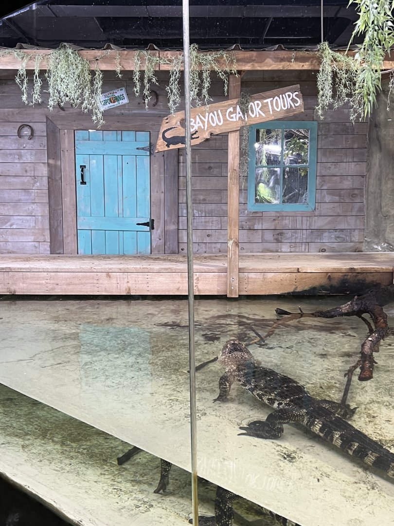 American Alligator Exhibit