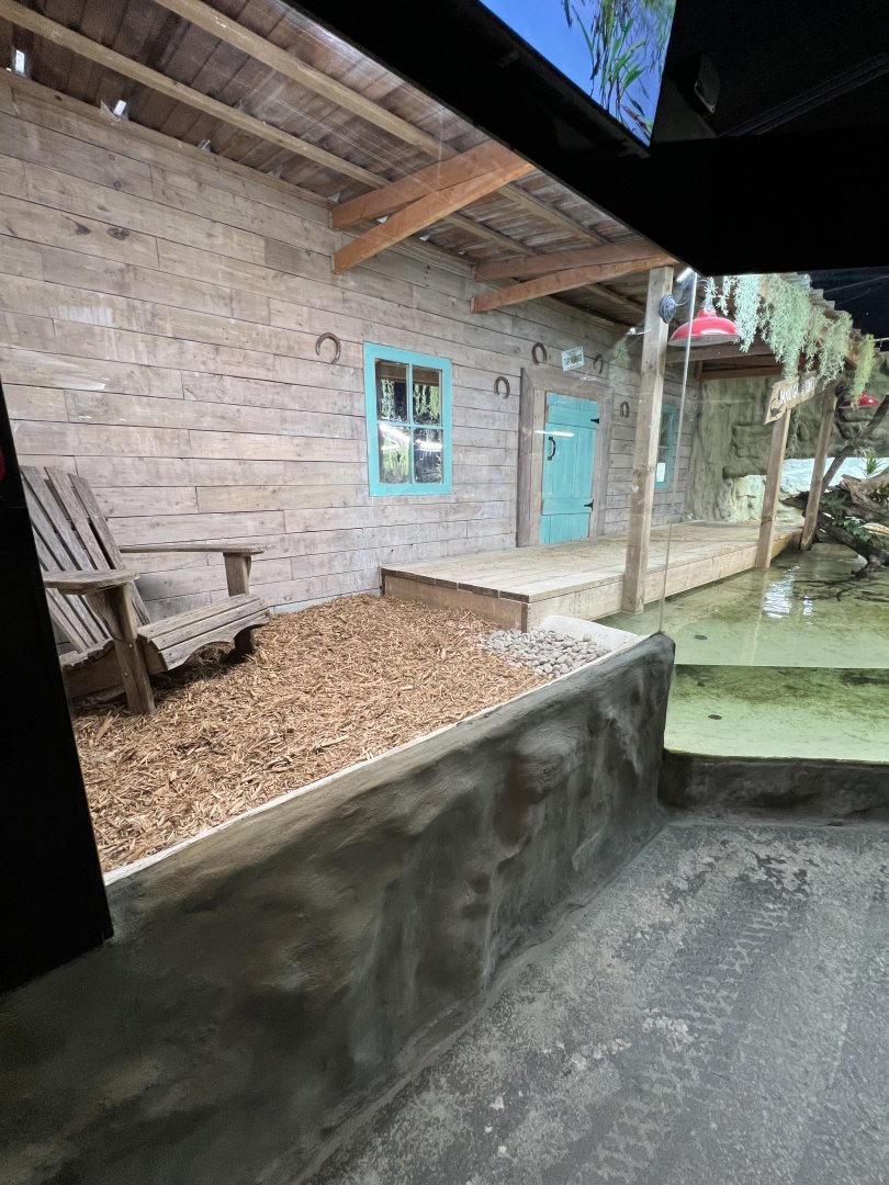 American Alligator Exhibit