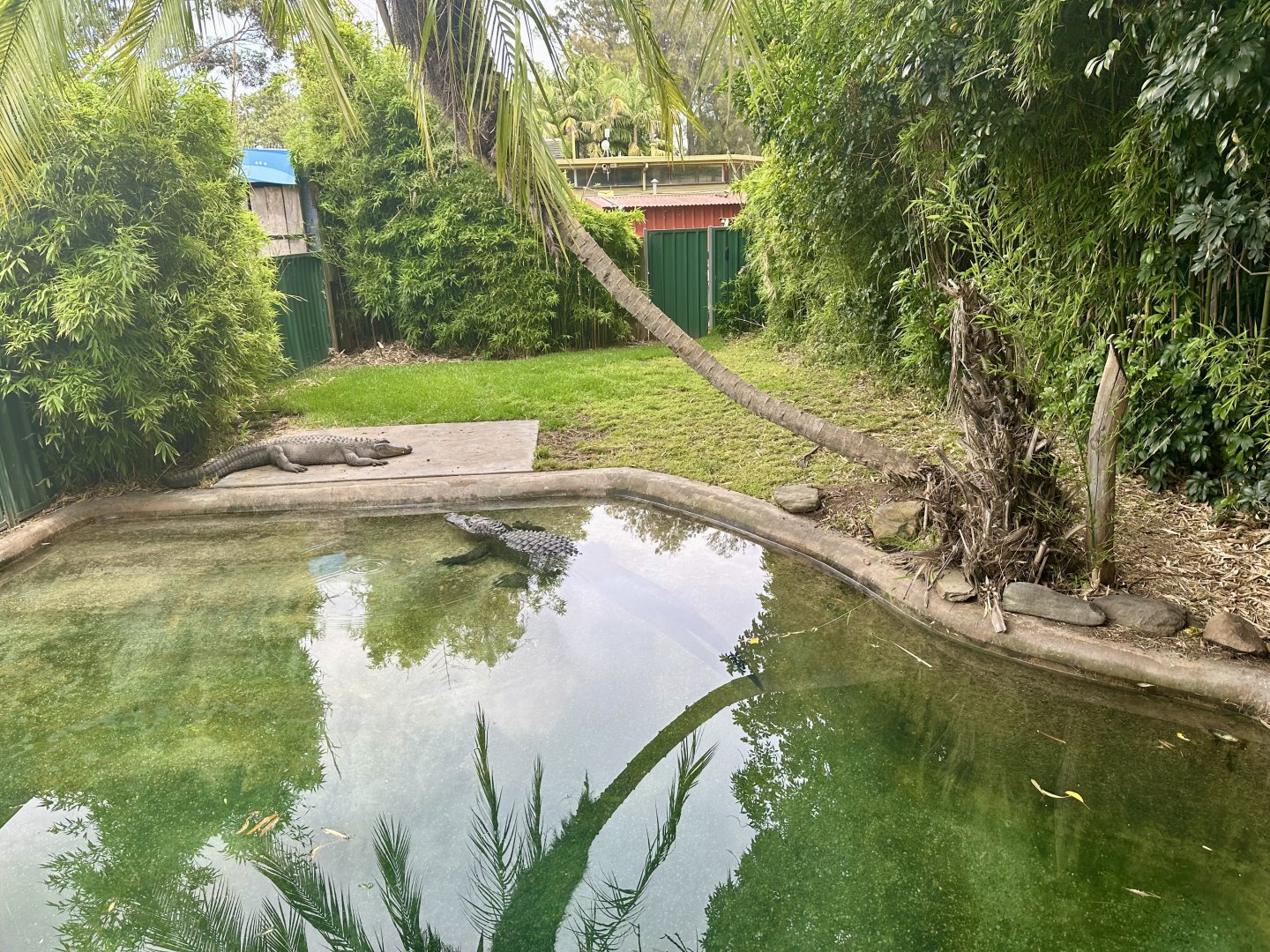 American Alligator Exhibit