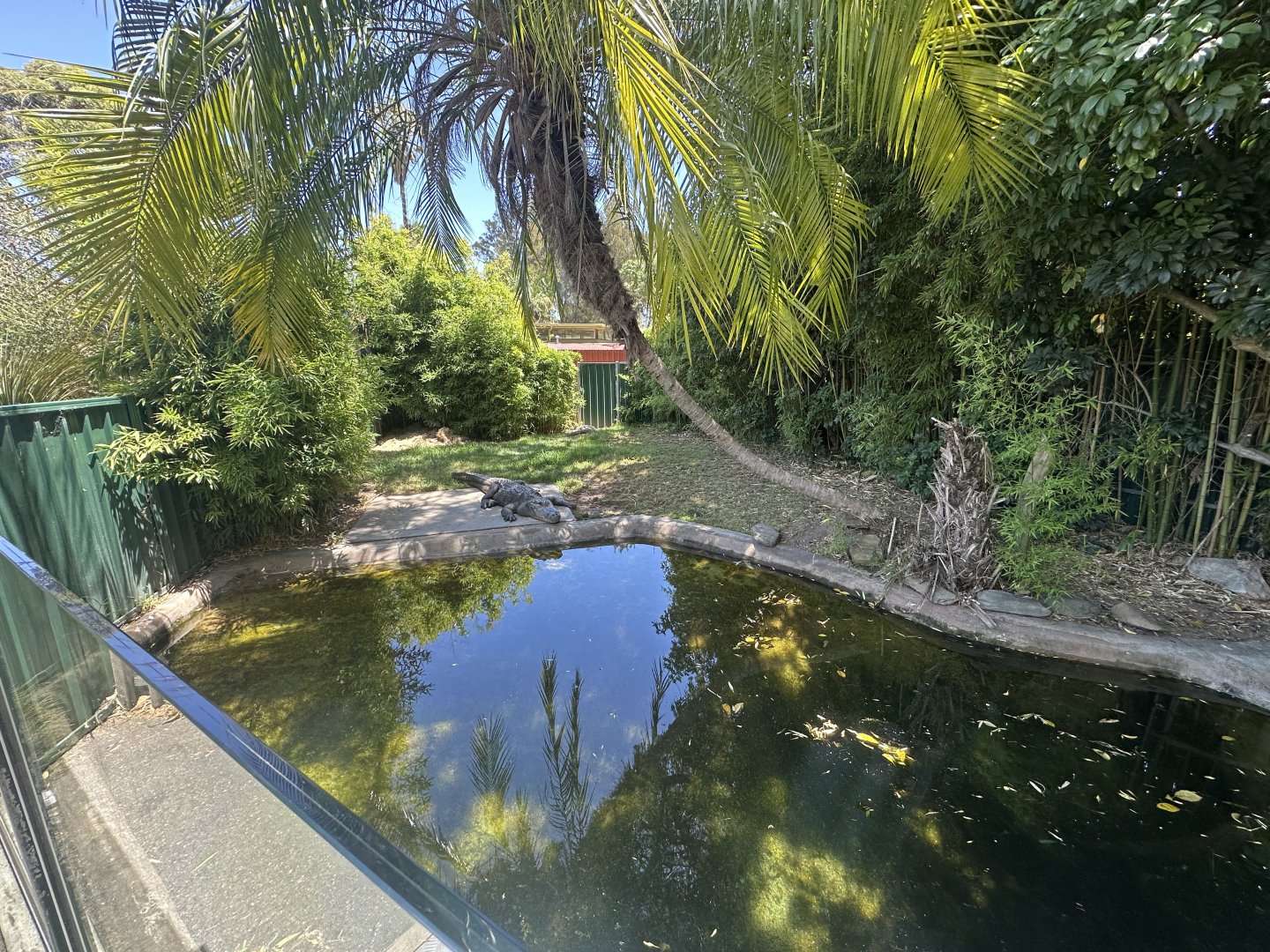 American alligator exhibit