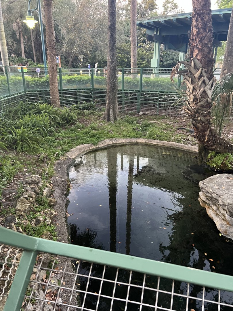 American Alligator Exhibit