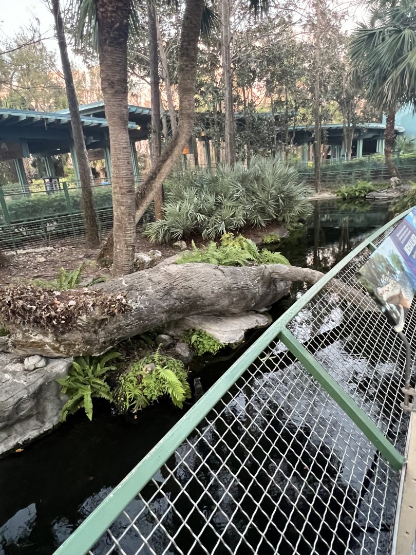 American Alligator Exhibit