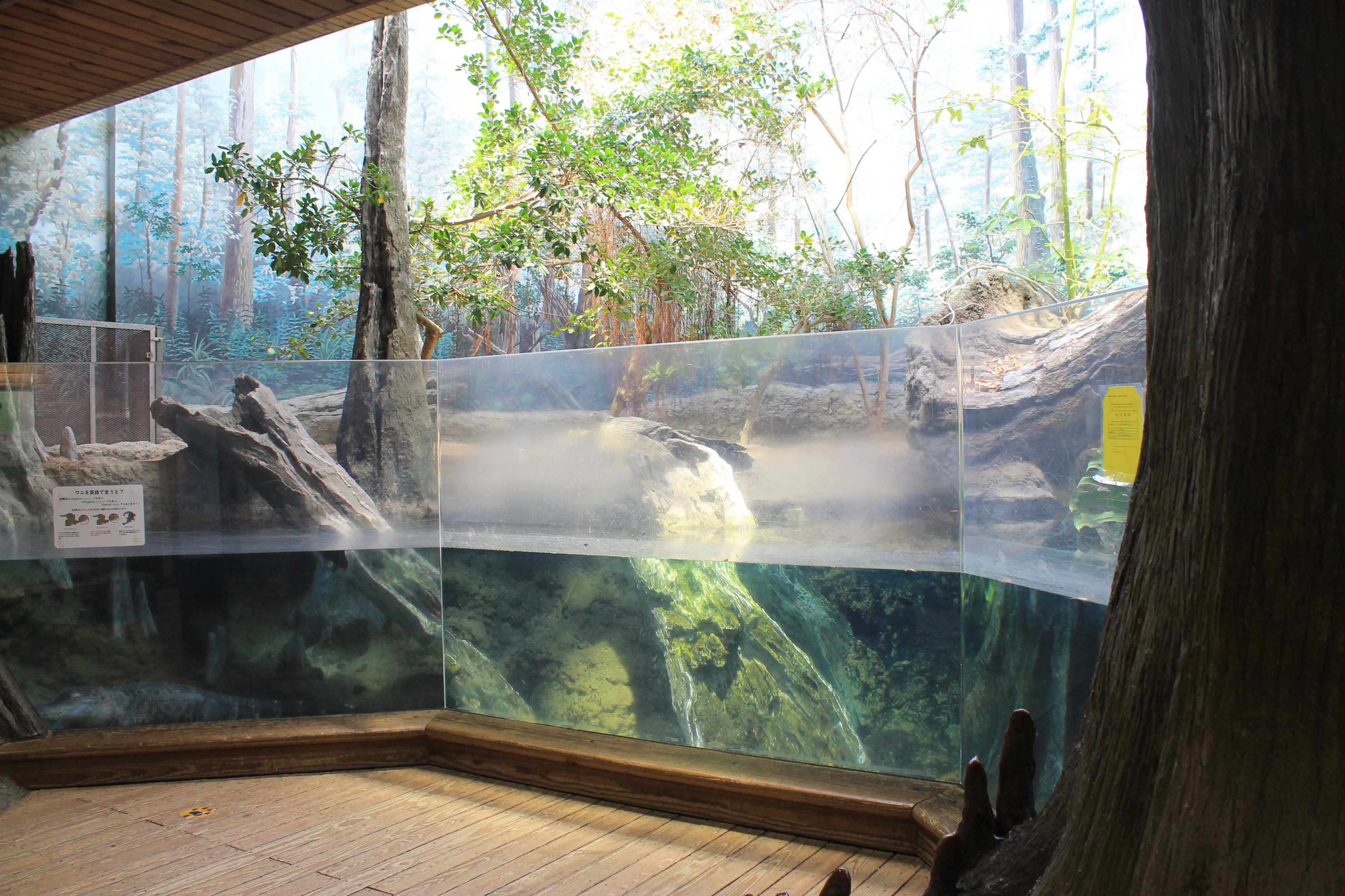 American Alligator exhibit