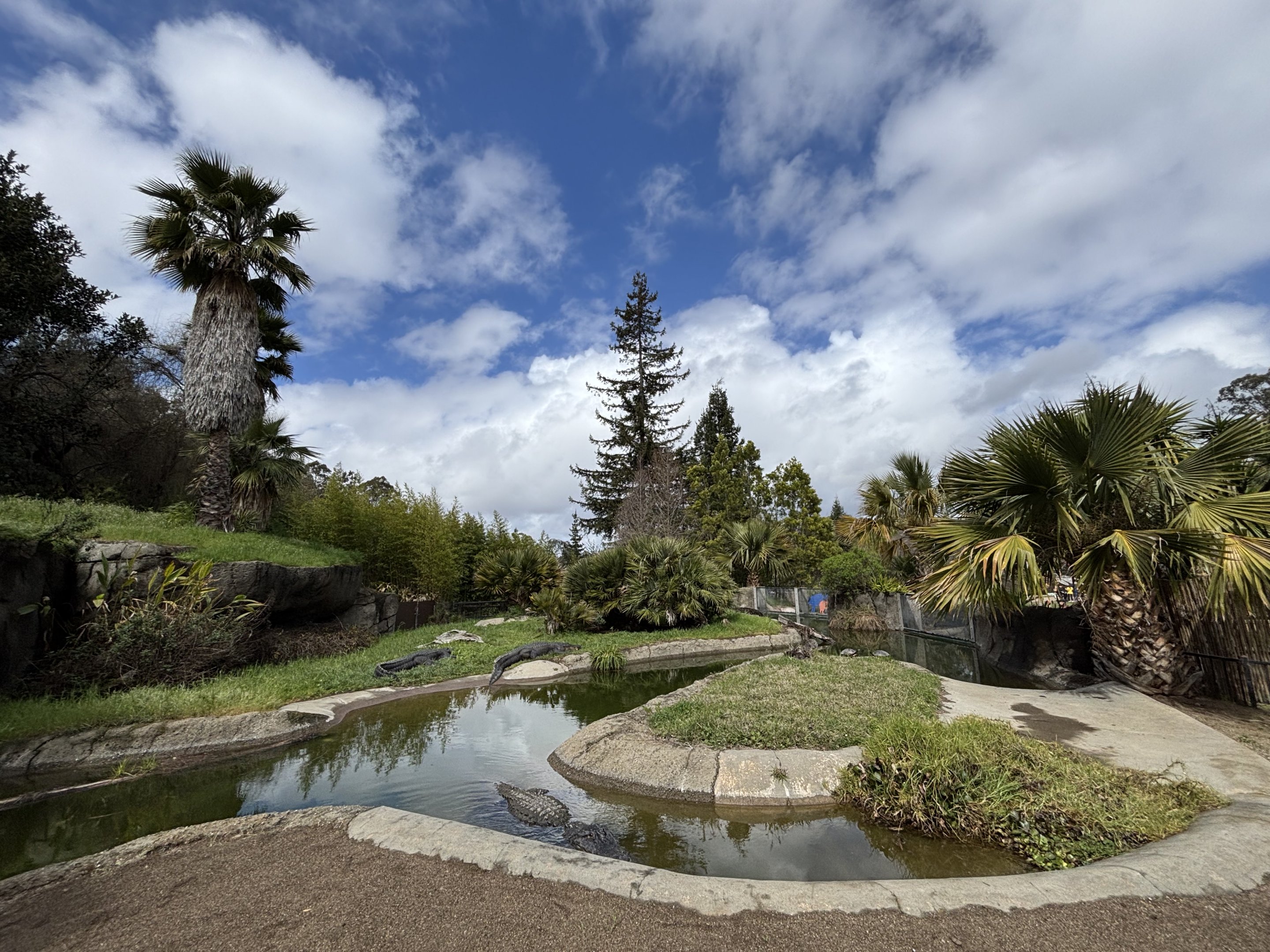 American Alligator Exhibit