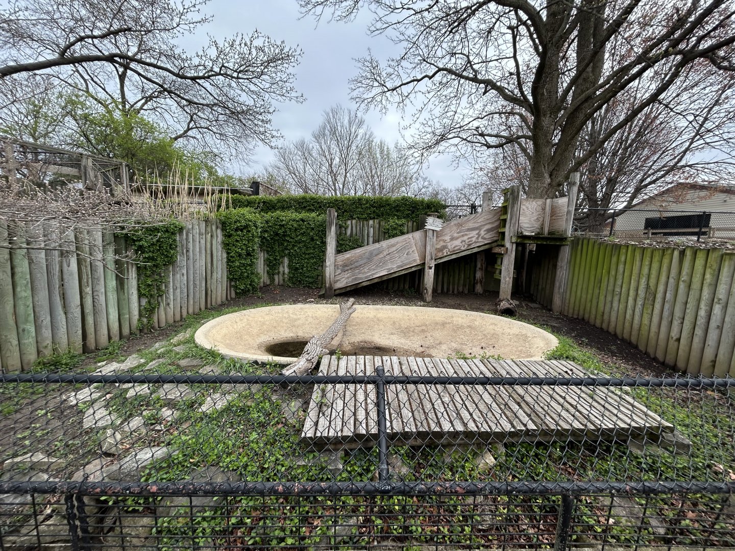 American Alligator Exhibit