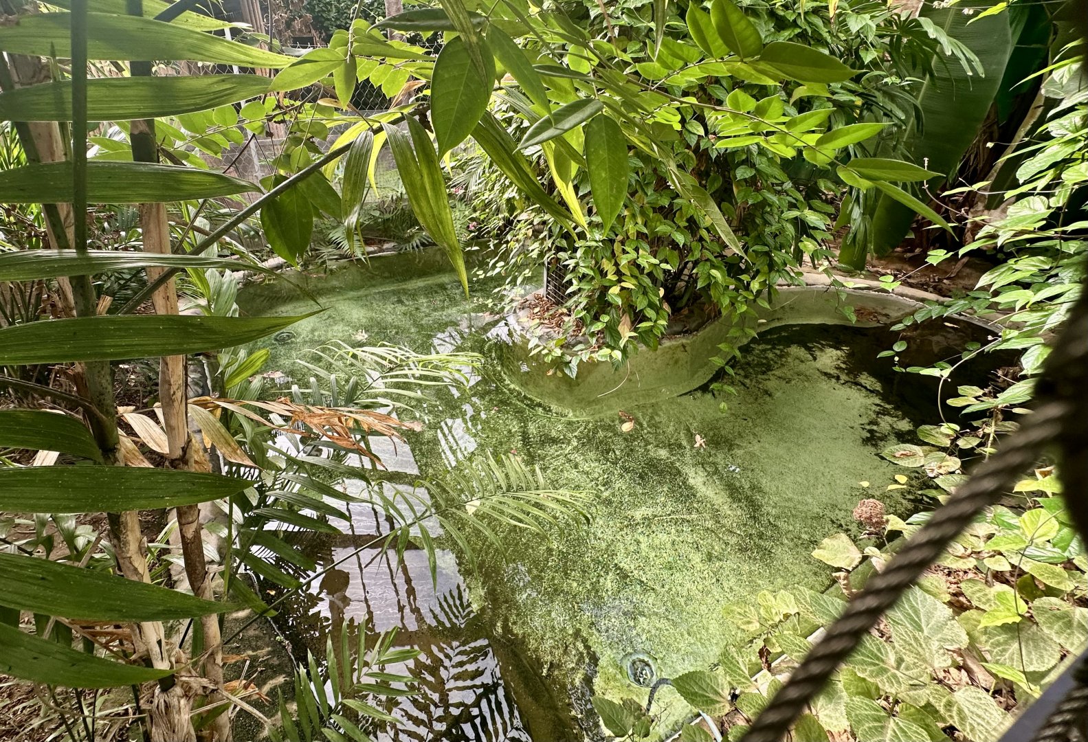 American Alligator Exhibit