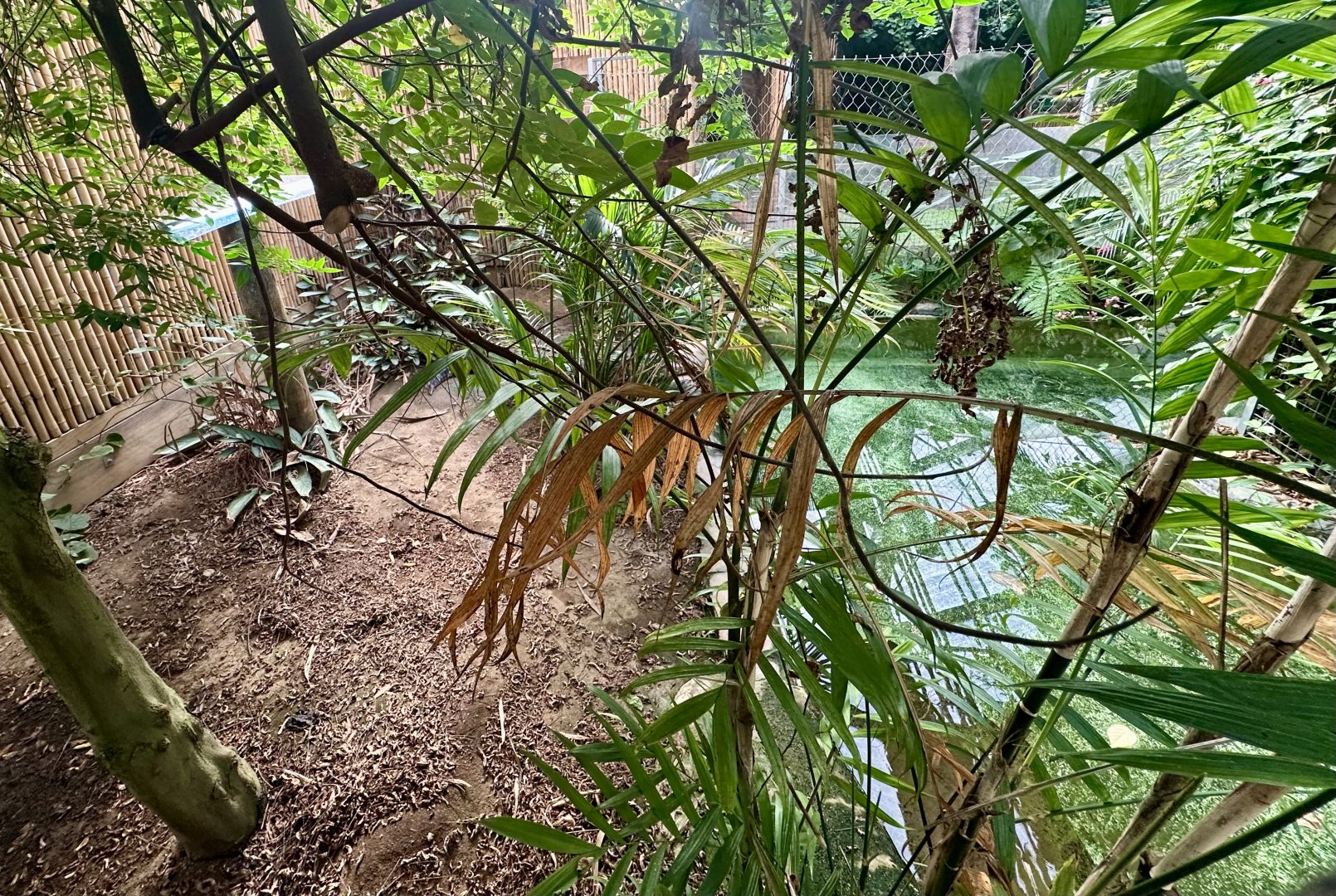 American Alligator Exhibit