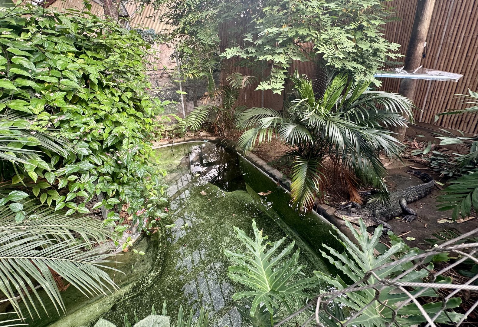 American Alligator Exhibit
