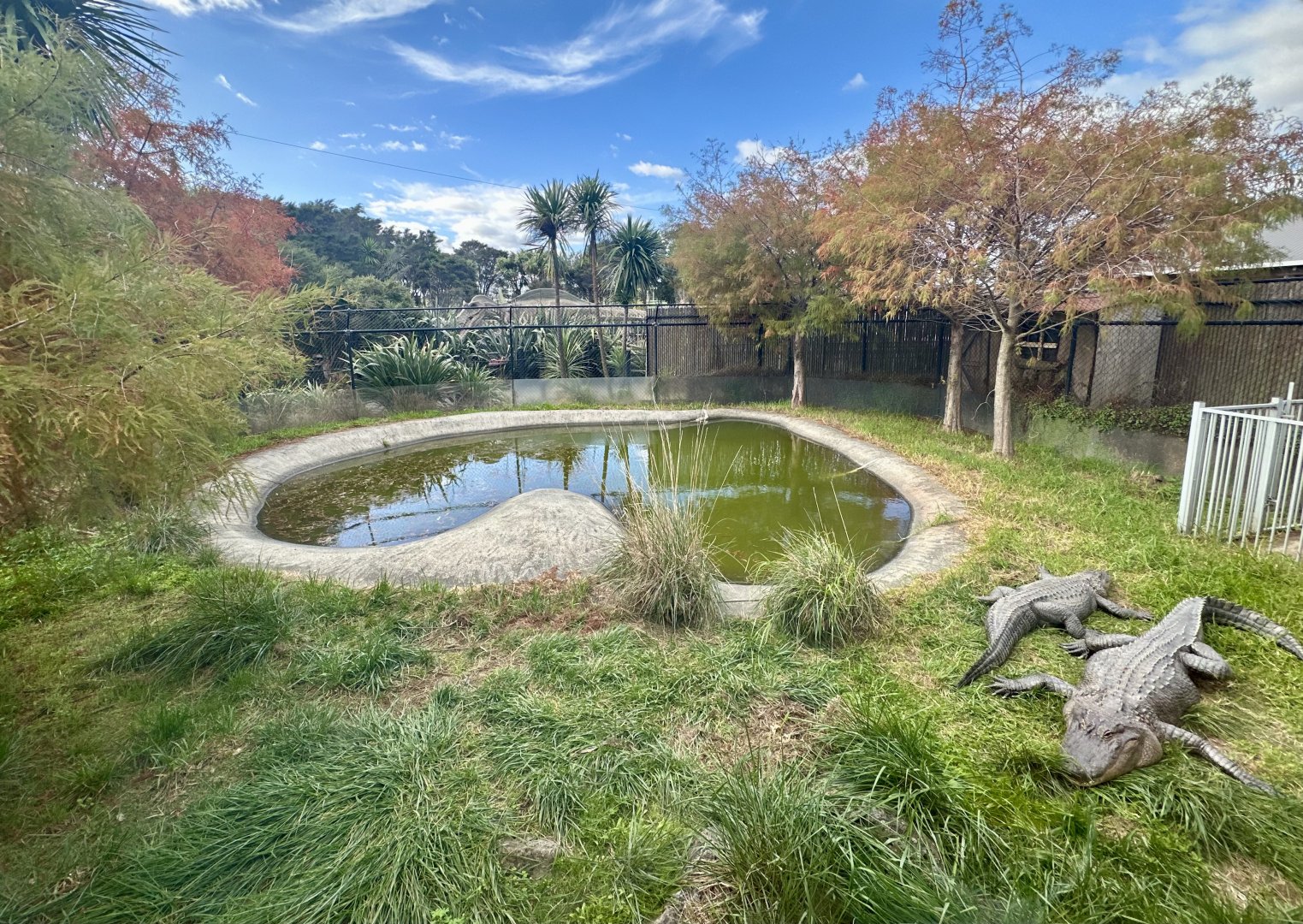 American Alligator Exhibit