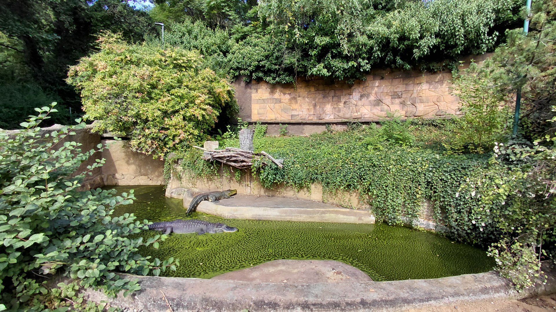 American alligator exhibit