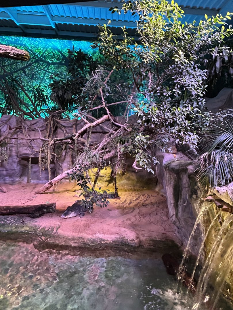 American alligator exhibit