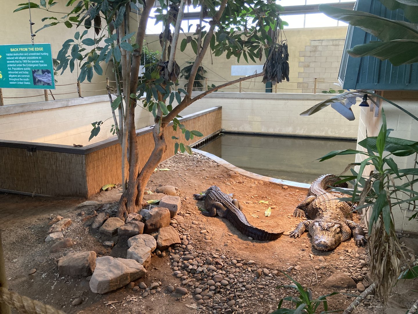 American Alligator exhibits