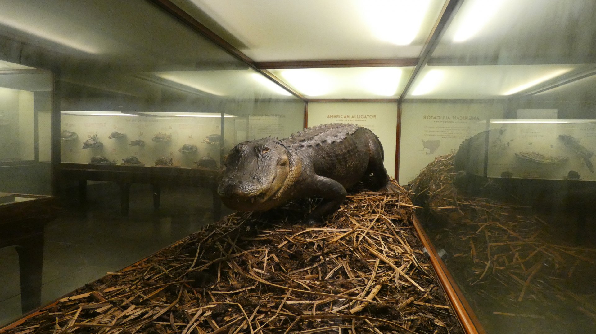 American Alligator + Fake Nest - Feb. 2022