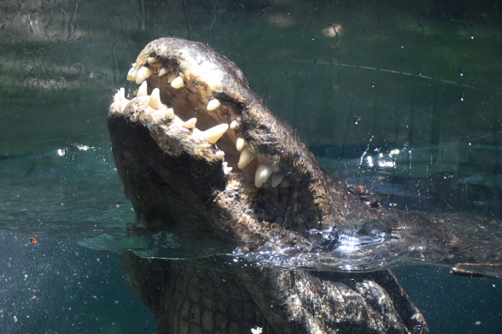American Alligator Feeding Time