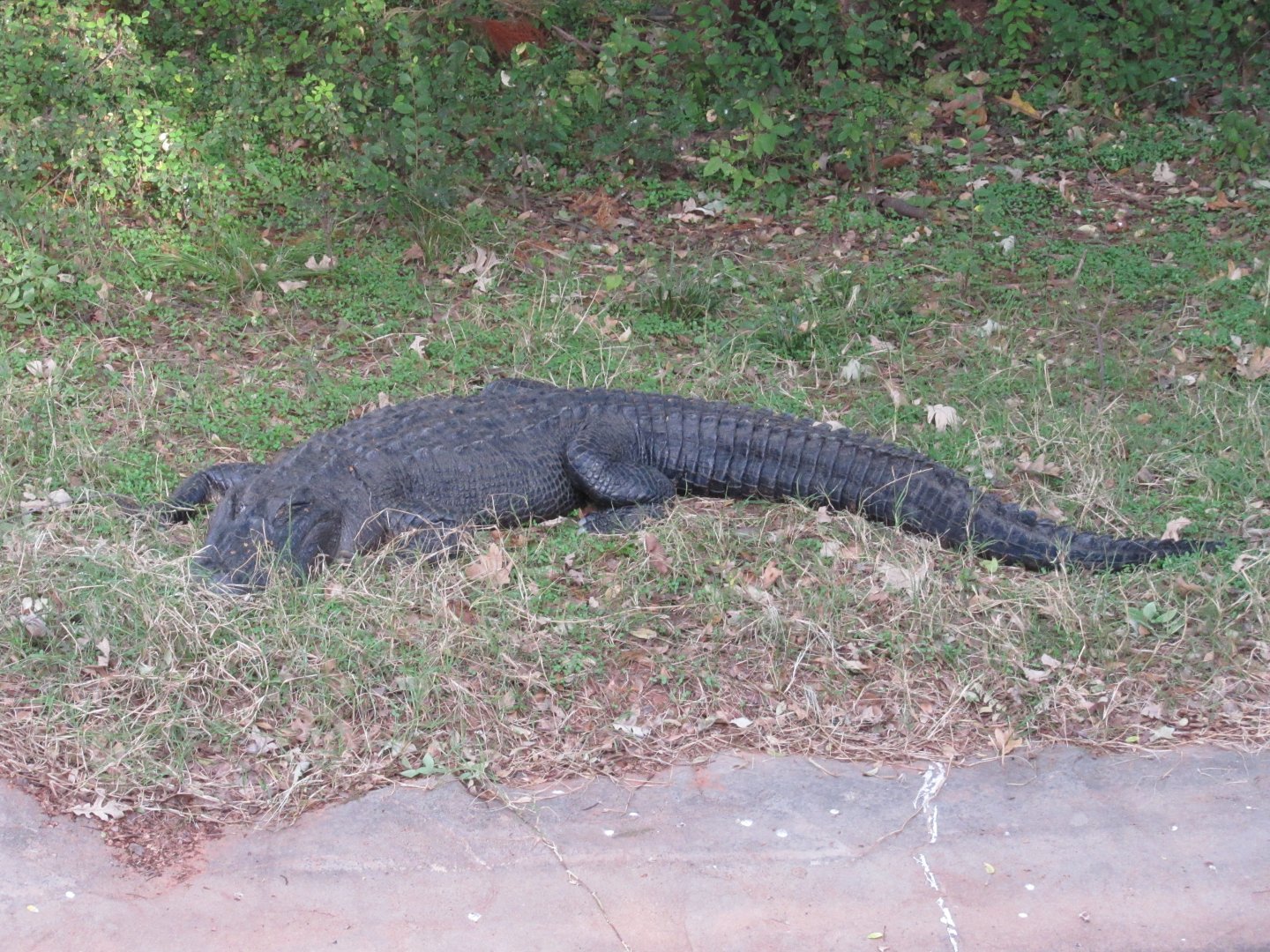 American Alligator (female)