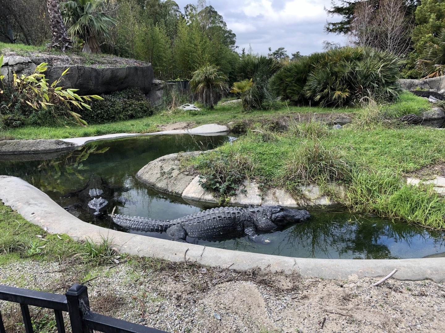 American alligator/Florida red-bellied turtle exhibit