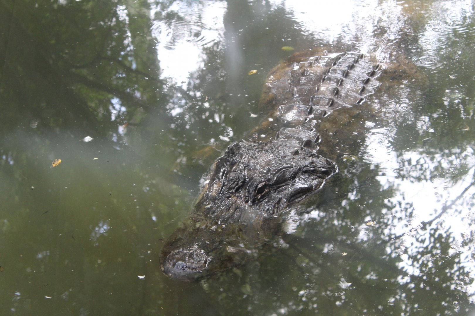 American Alligator - Florida Wetlands