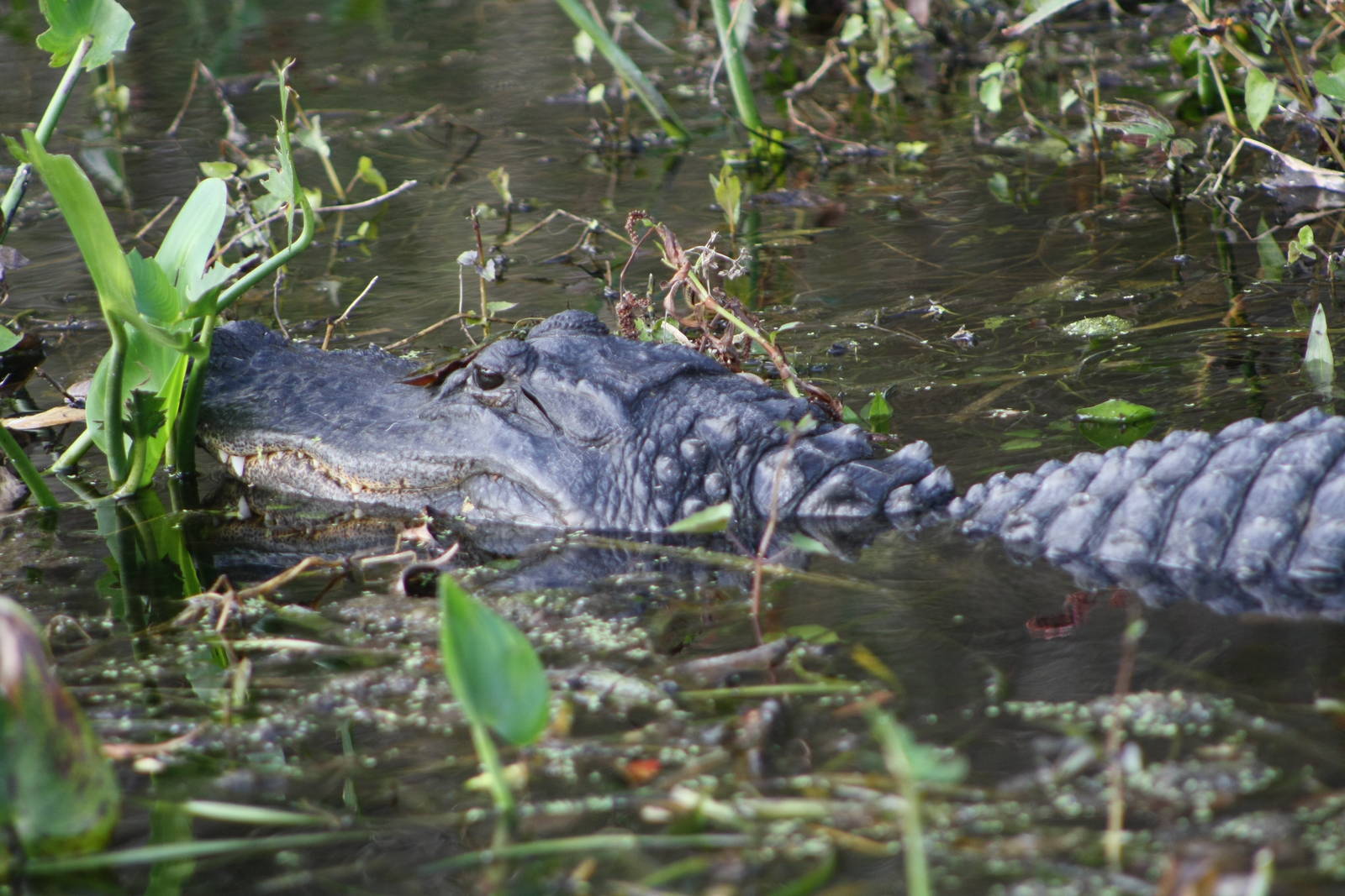 American Alligator - Florida