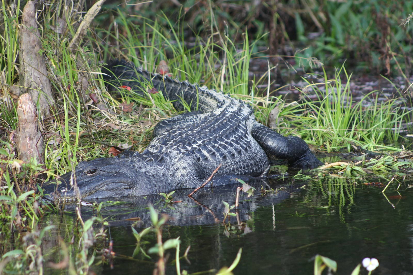 American Alligator - Florida
