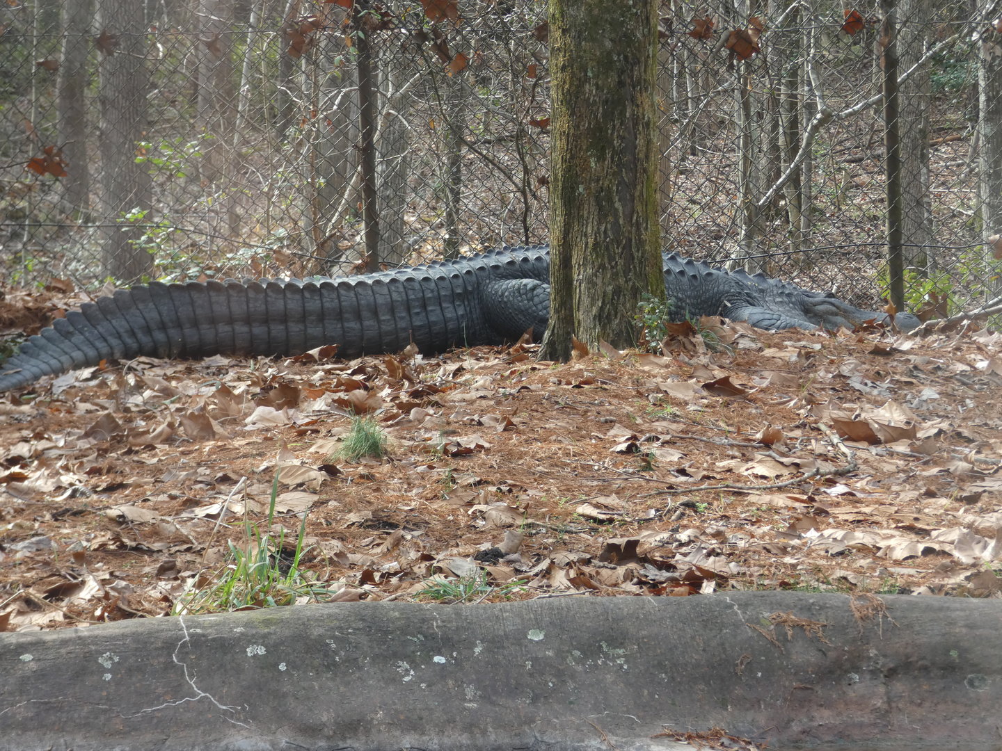 American Alligator "Gatorboy"