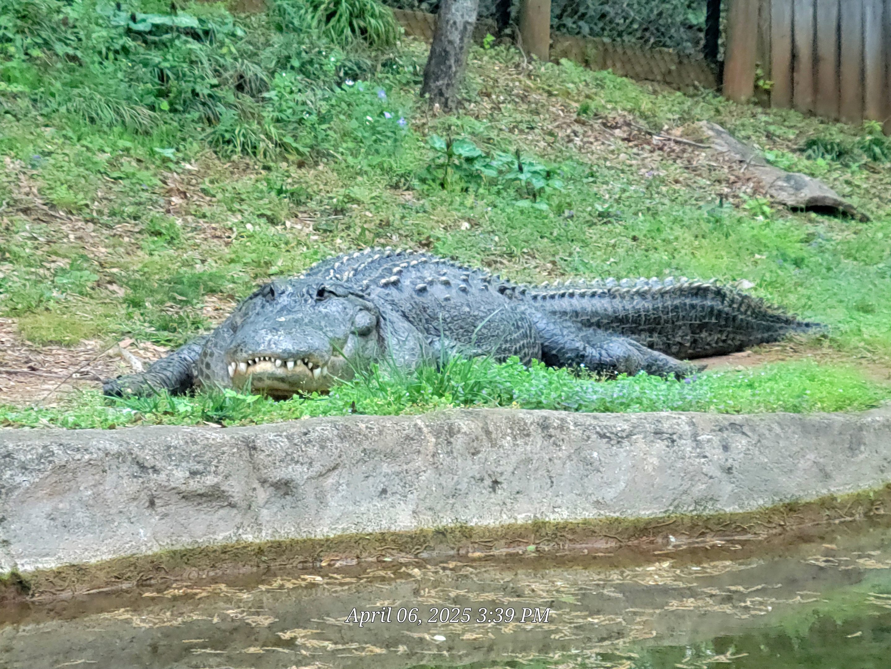 American Alligator-Greenville Zoo-April 2025