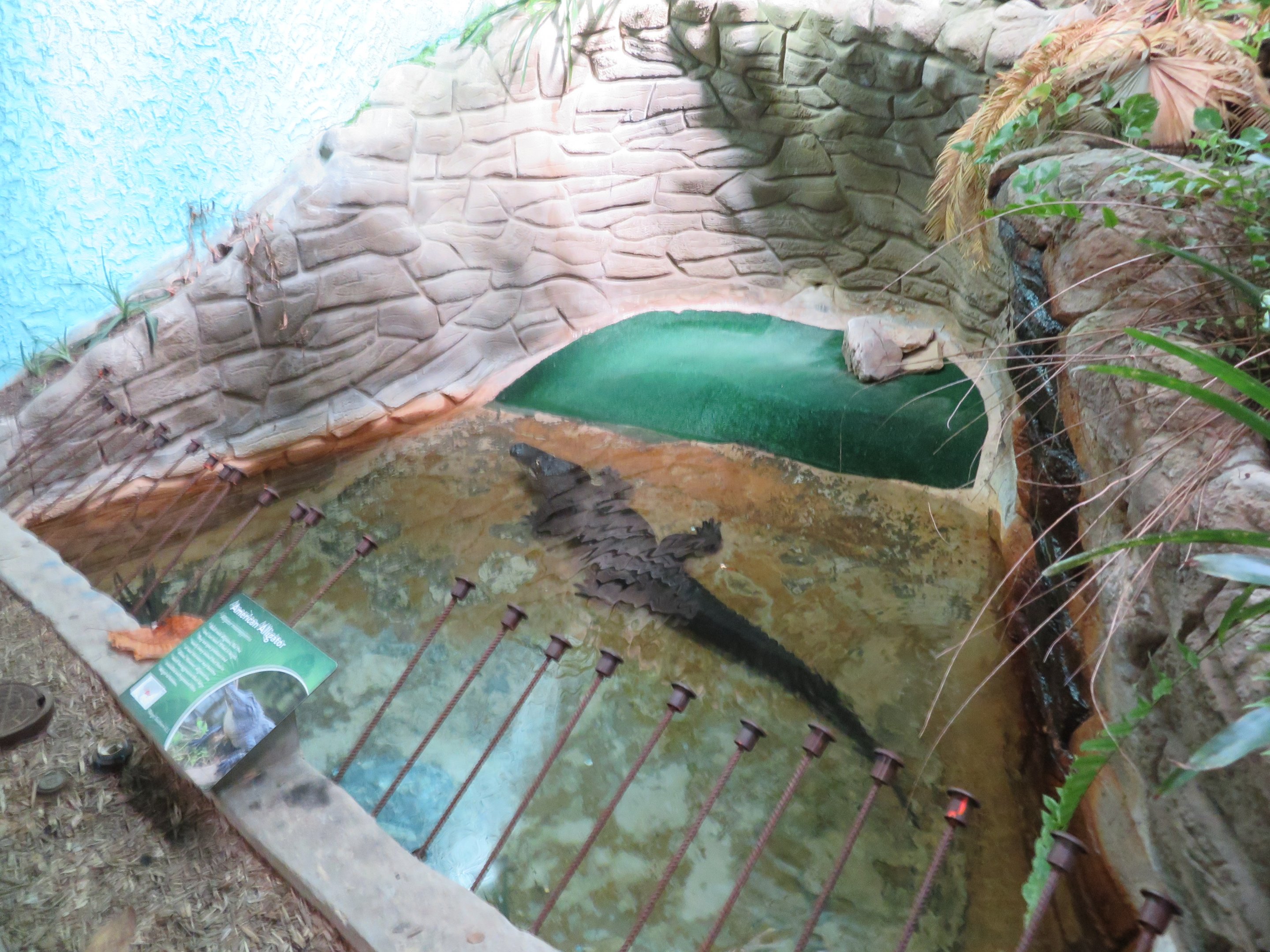 American Alligator Grotto