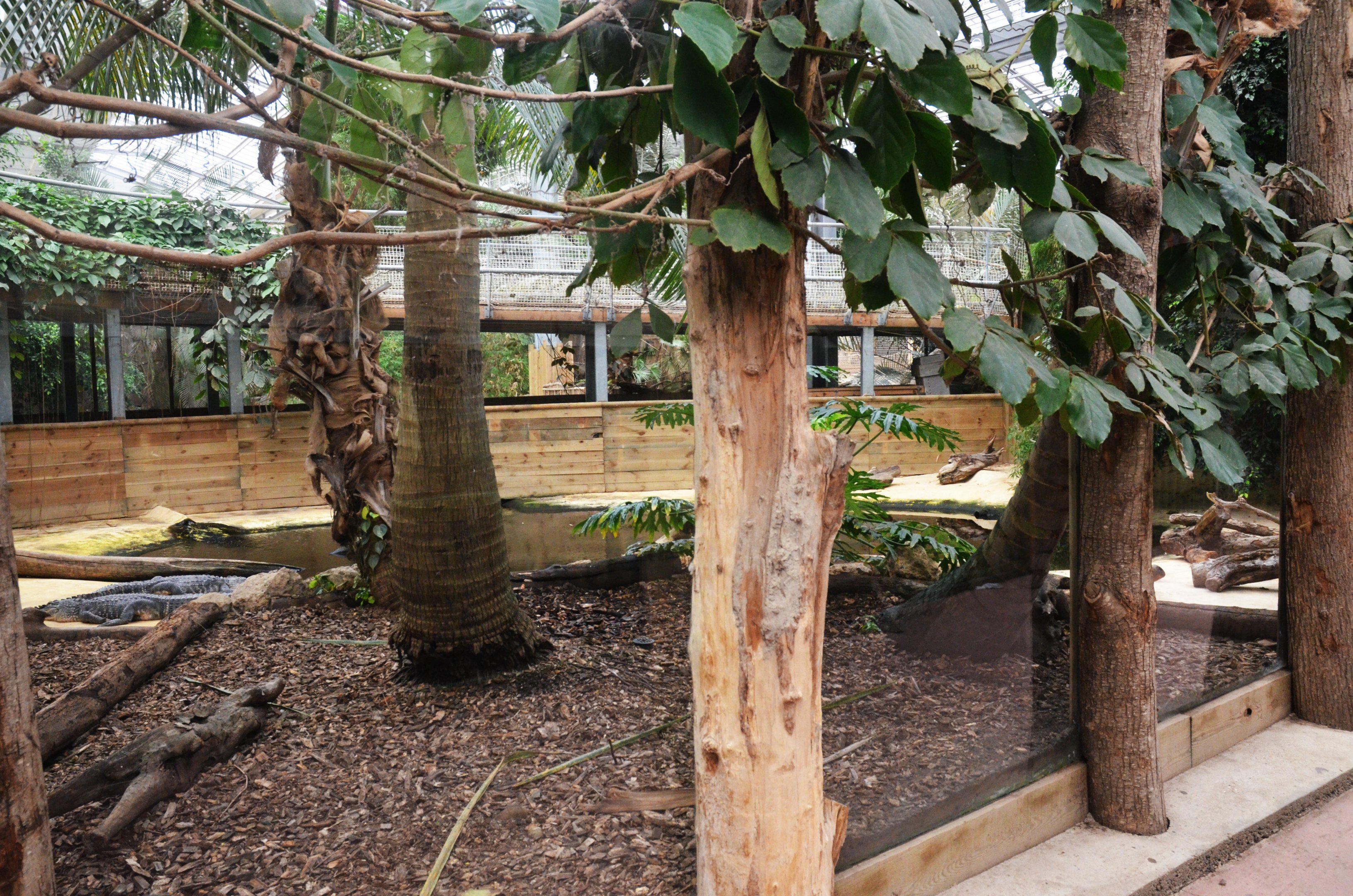 American Alligator Ground-level Viewing at Biotropica, 16/06/18