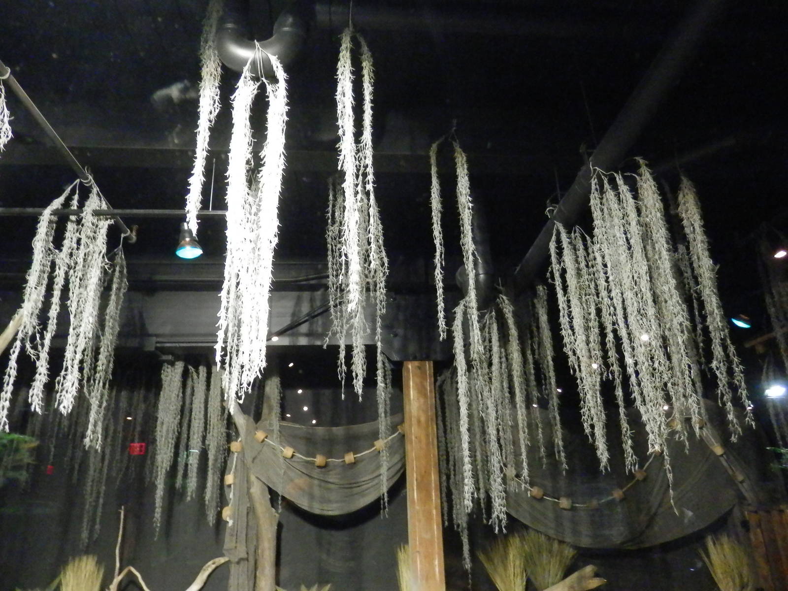 American Alligator Habitat - celing