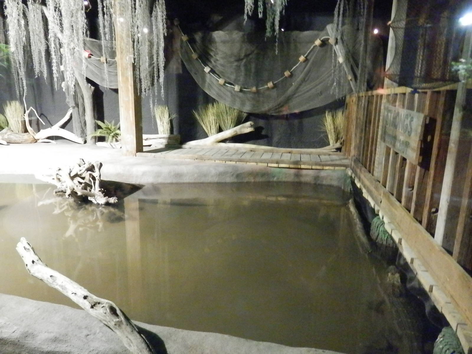 American Alligator Habitat