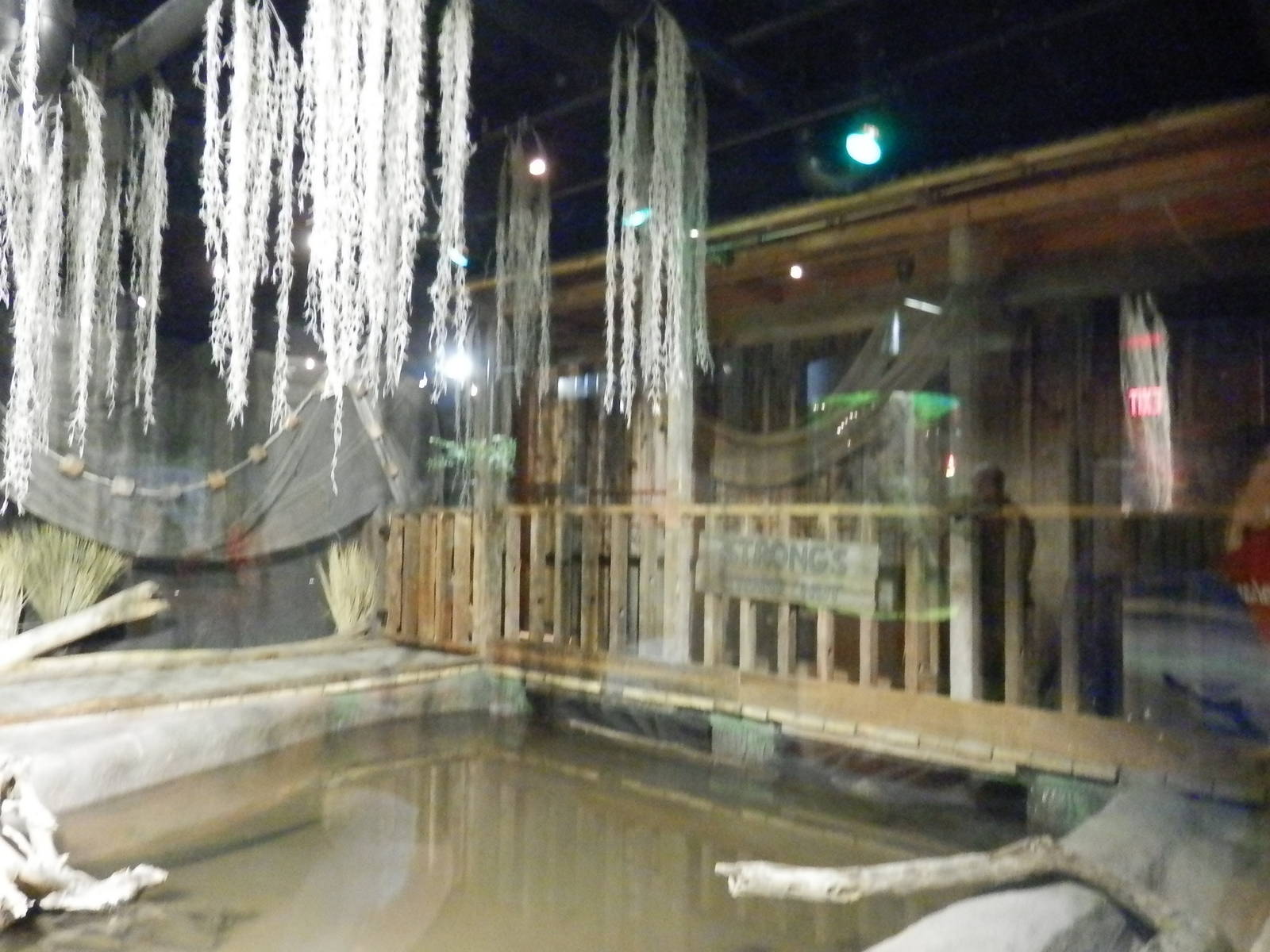 American Alligator Habitat