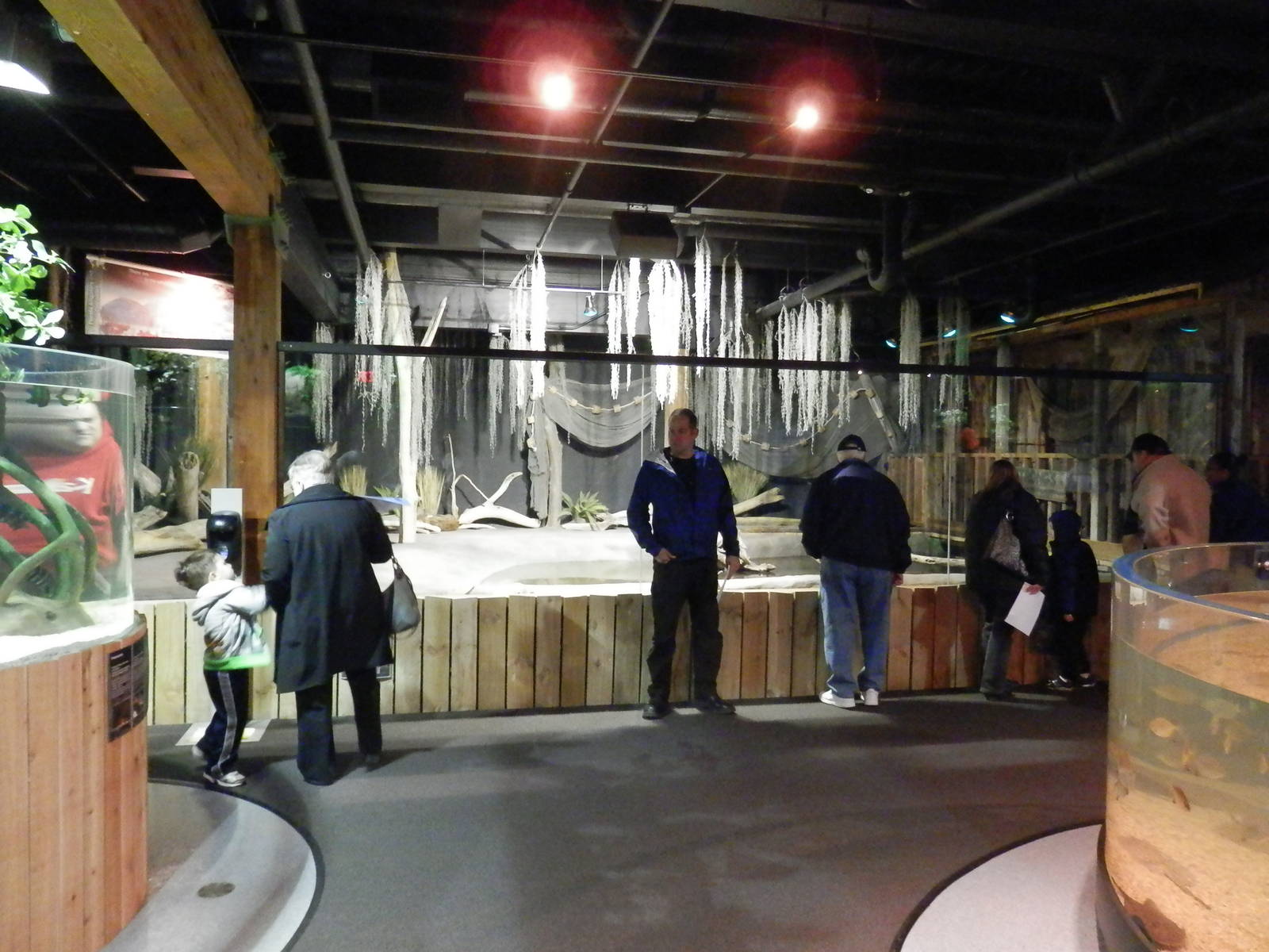 American Alligator Habitat