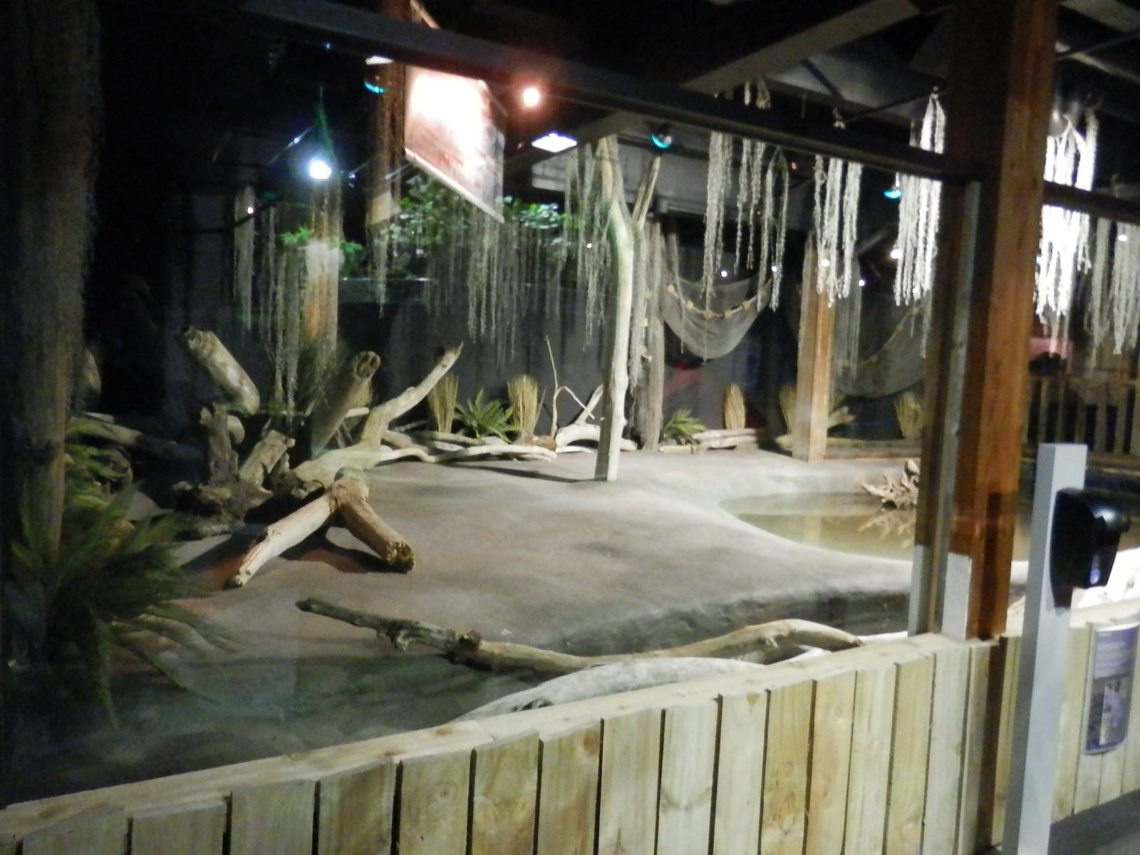 American Alligator Habitat