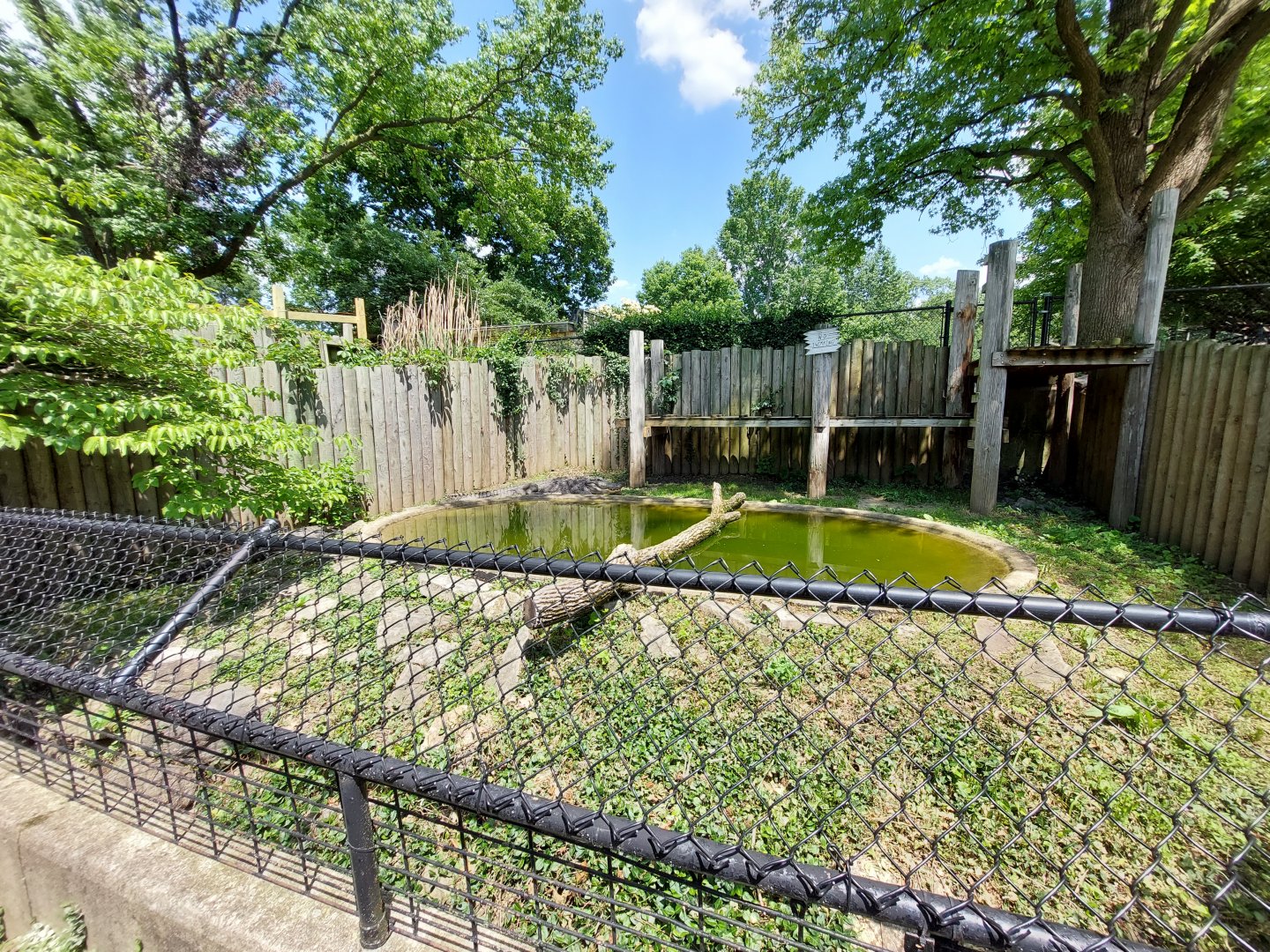 American Alligator Habitat