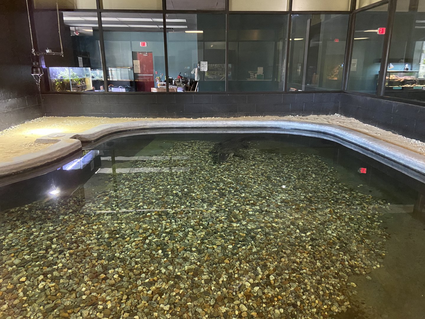 American Alligator Habitat