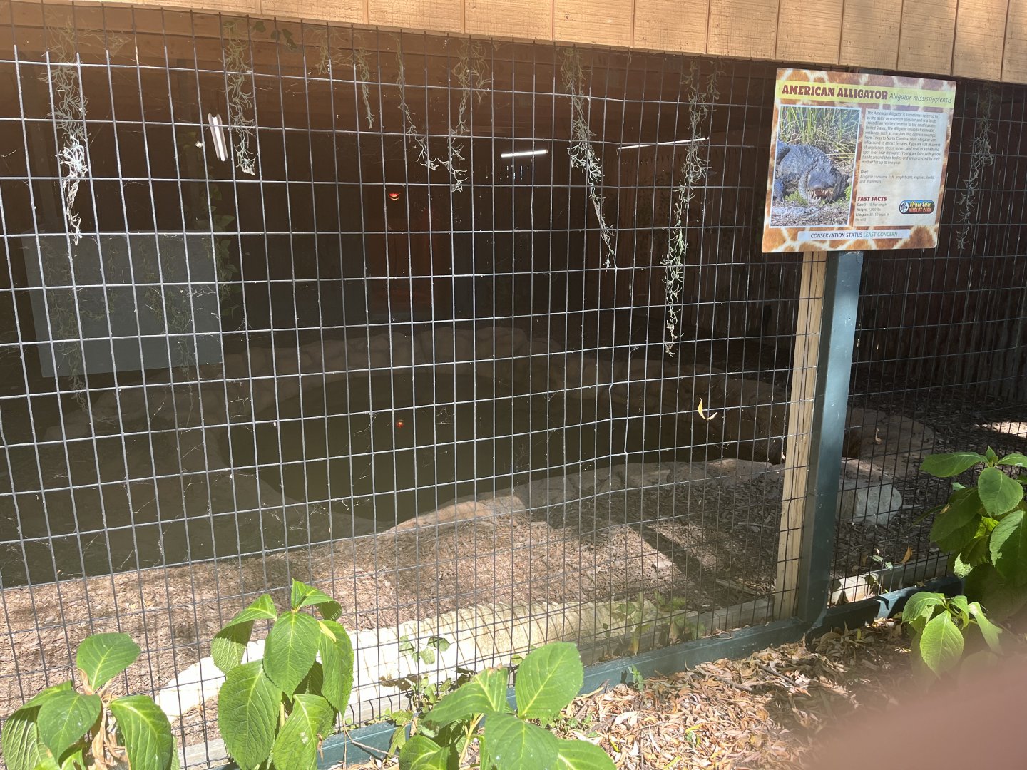 American Alligator Habitat
