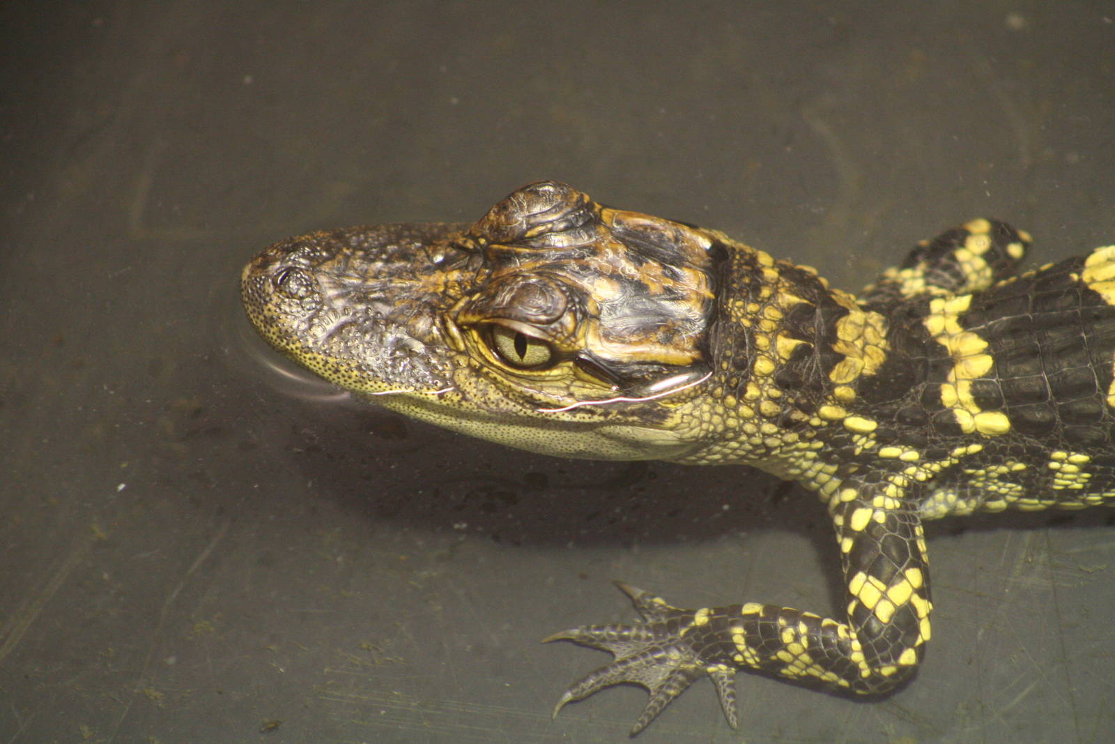 American Alligator hatchling@ Crocodiles of the World; 24.10.2014