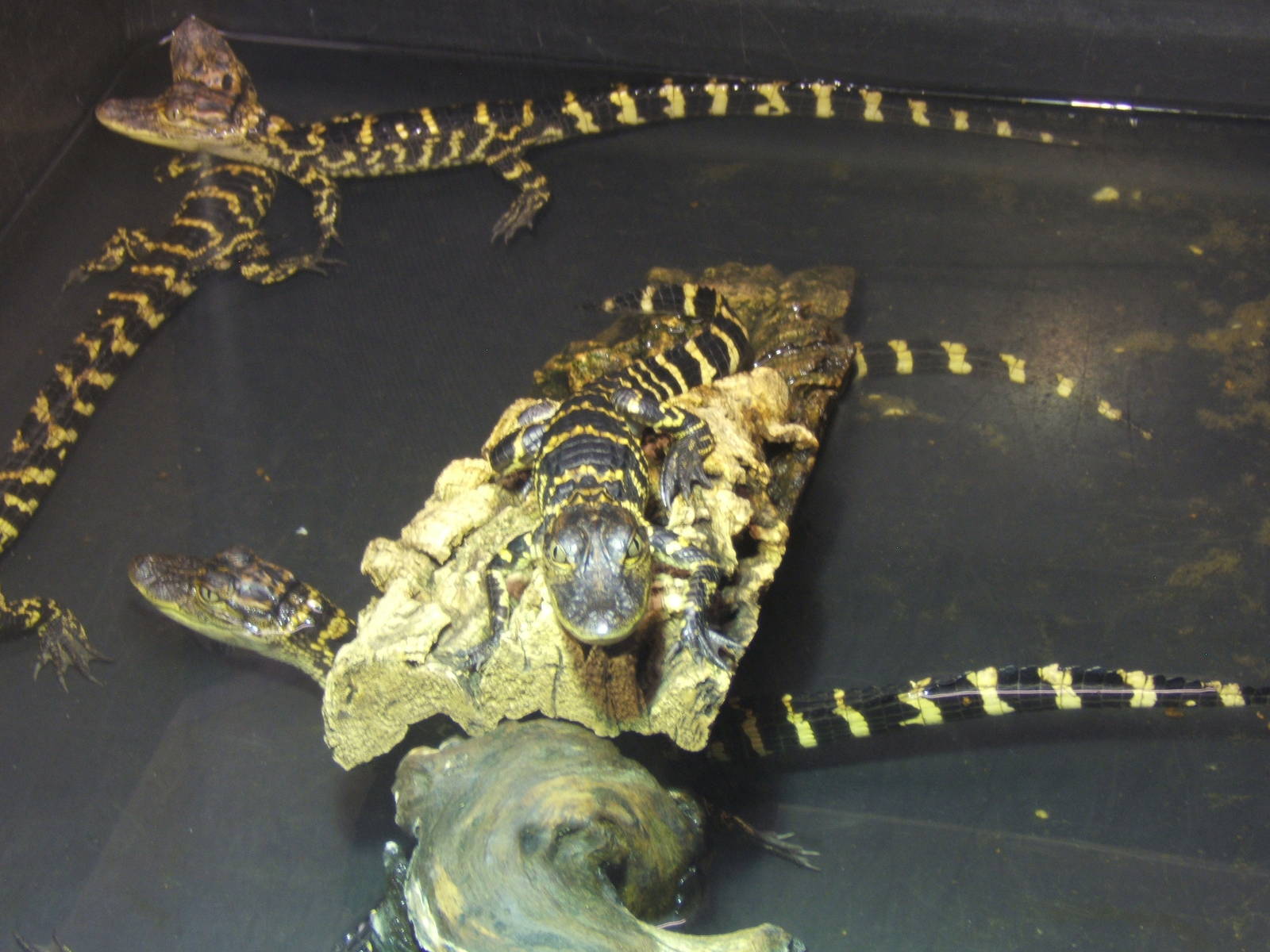American Alligator hatchlings from 2013