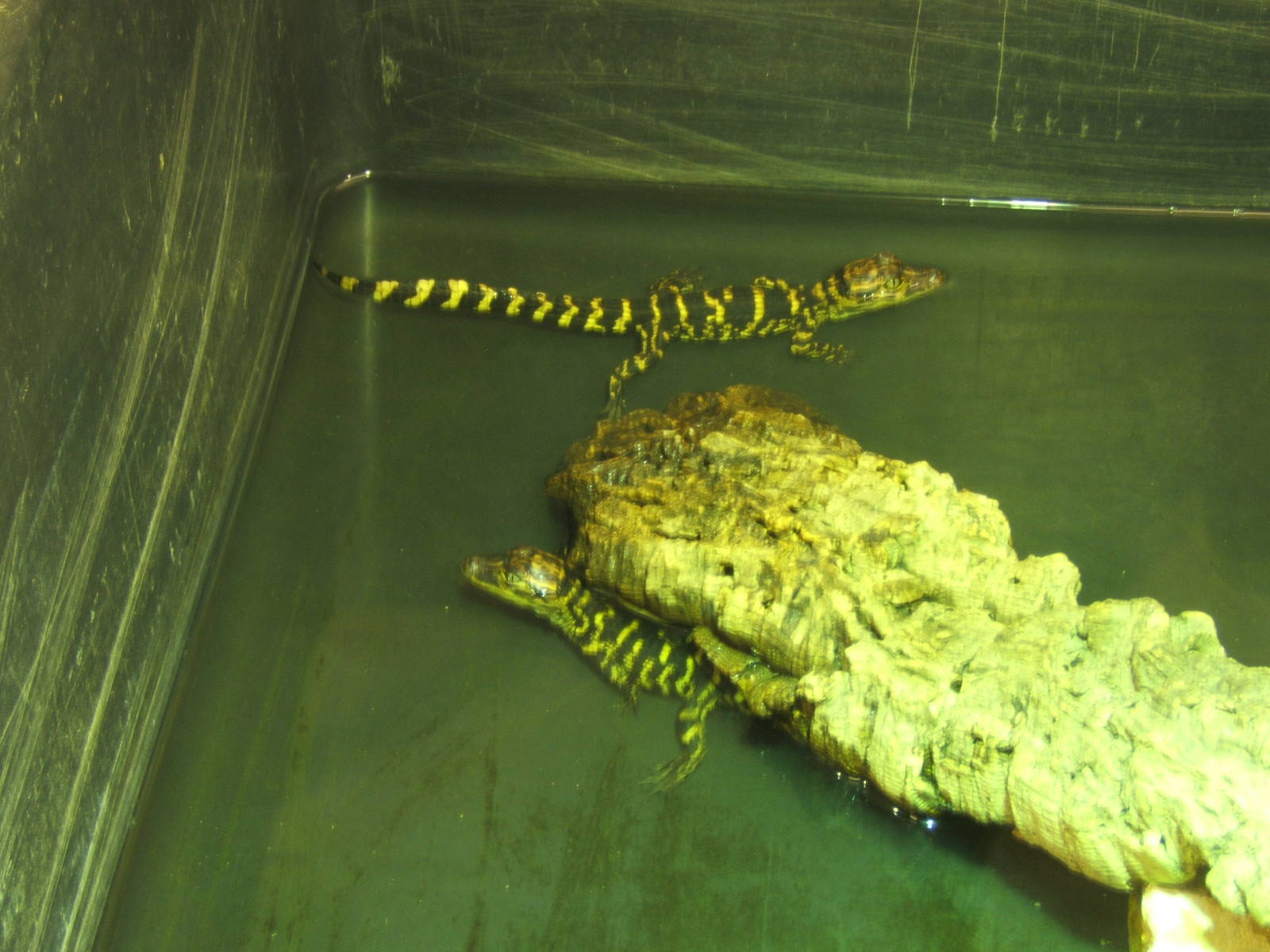 American Alligator hatchlings from 2014