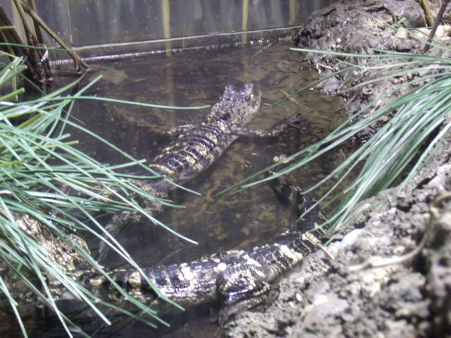 American Alligator Hatchlings