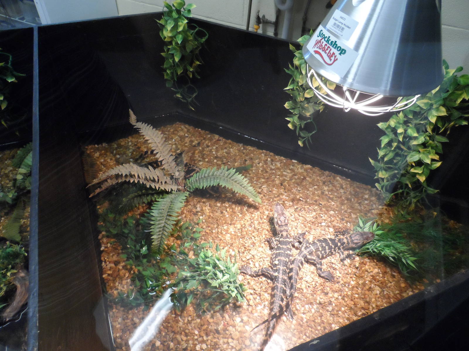 American Alligator Hatchlings