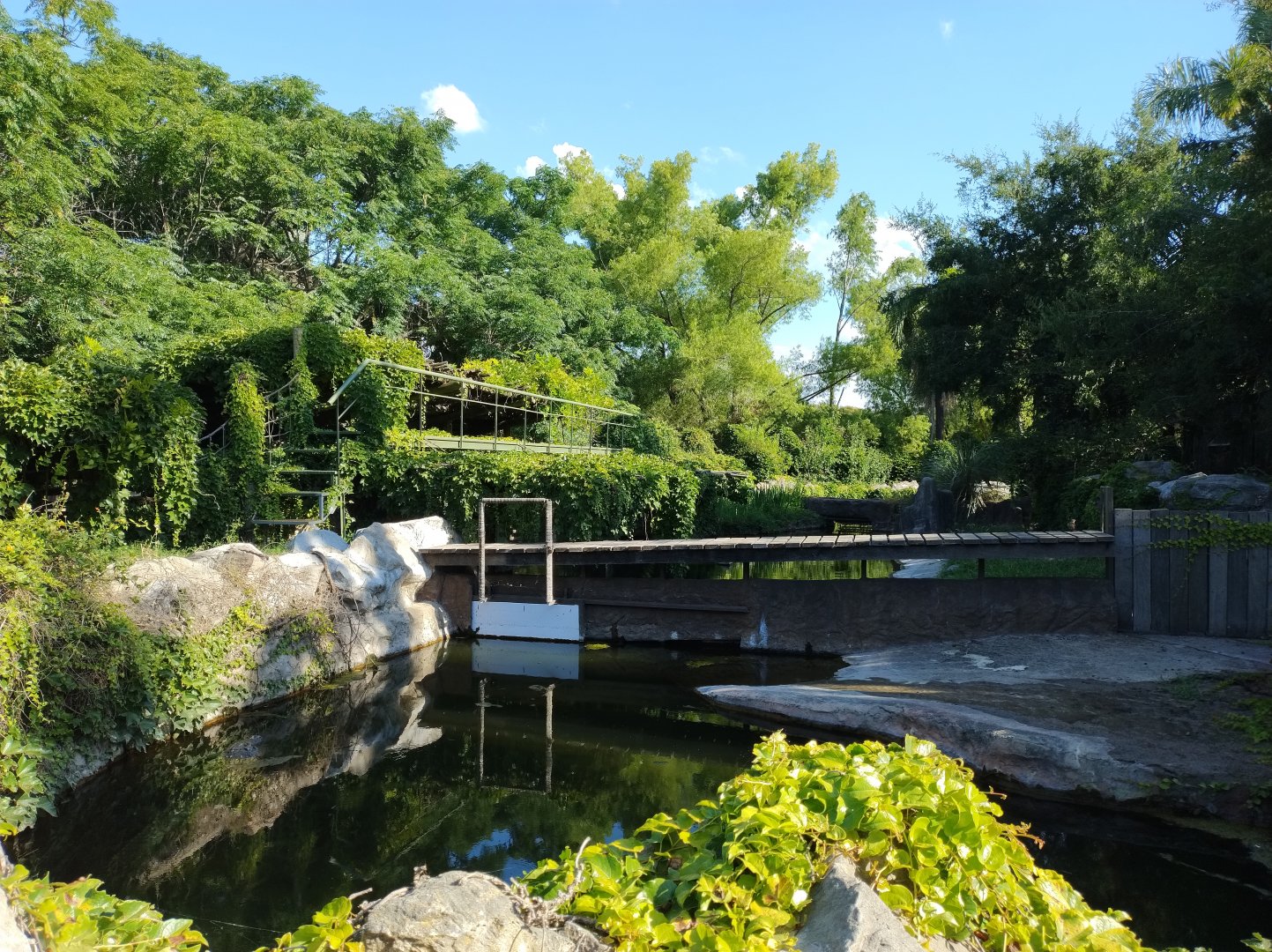 American alligator holding pen - Temaiken