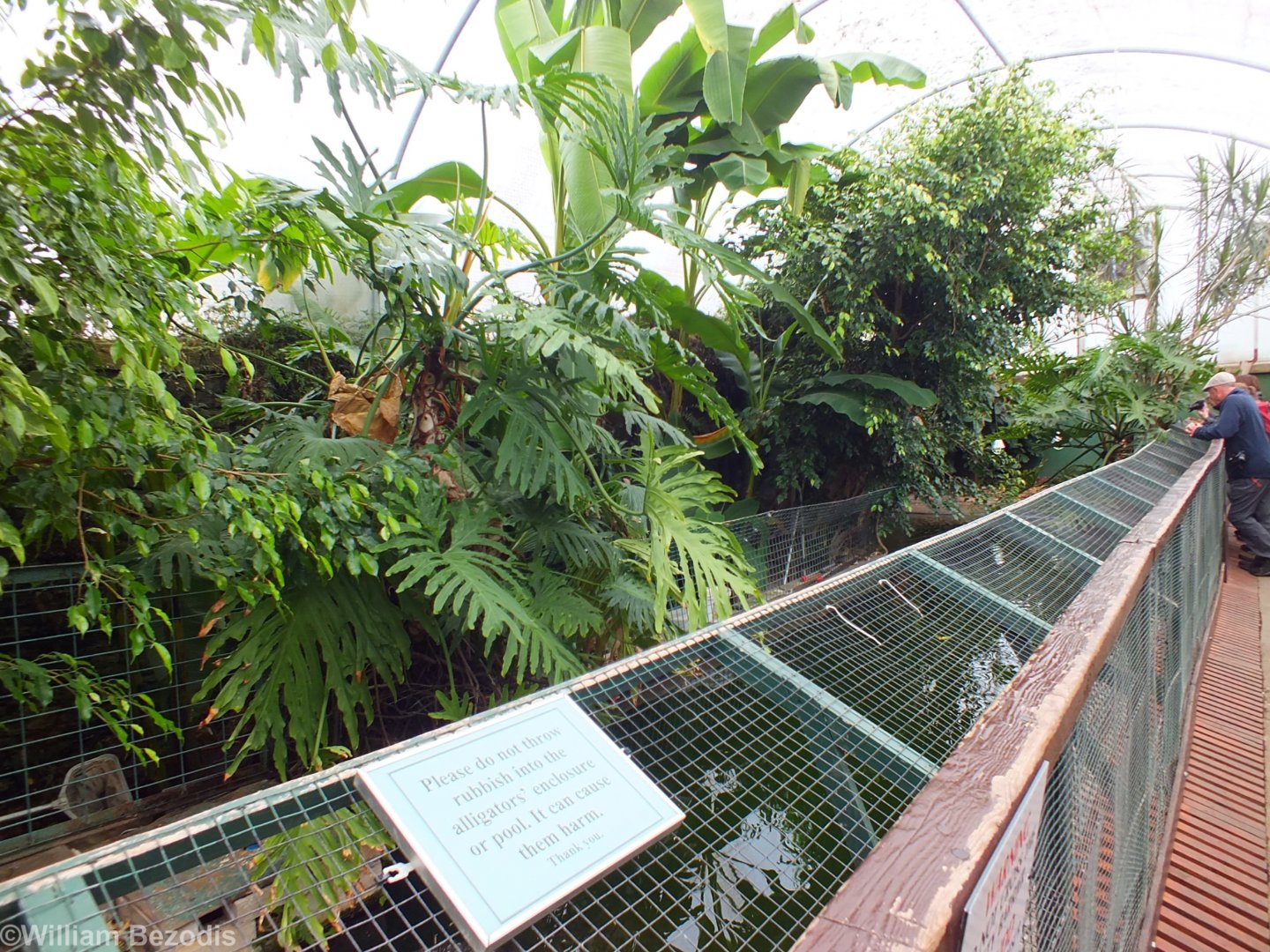 American Alligator House